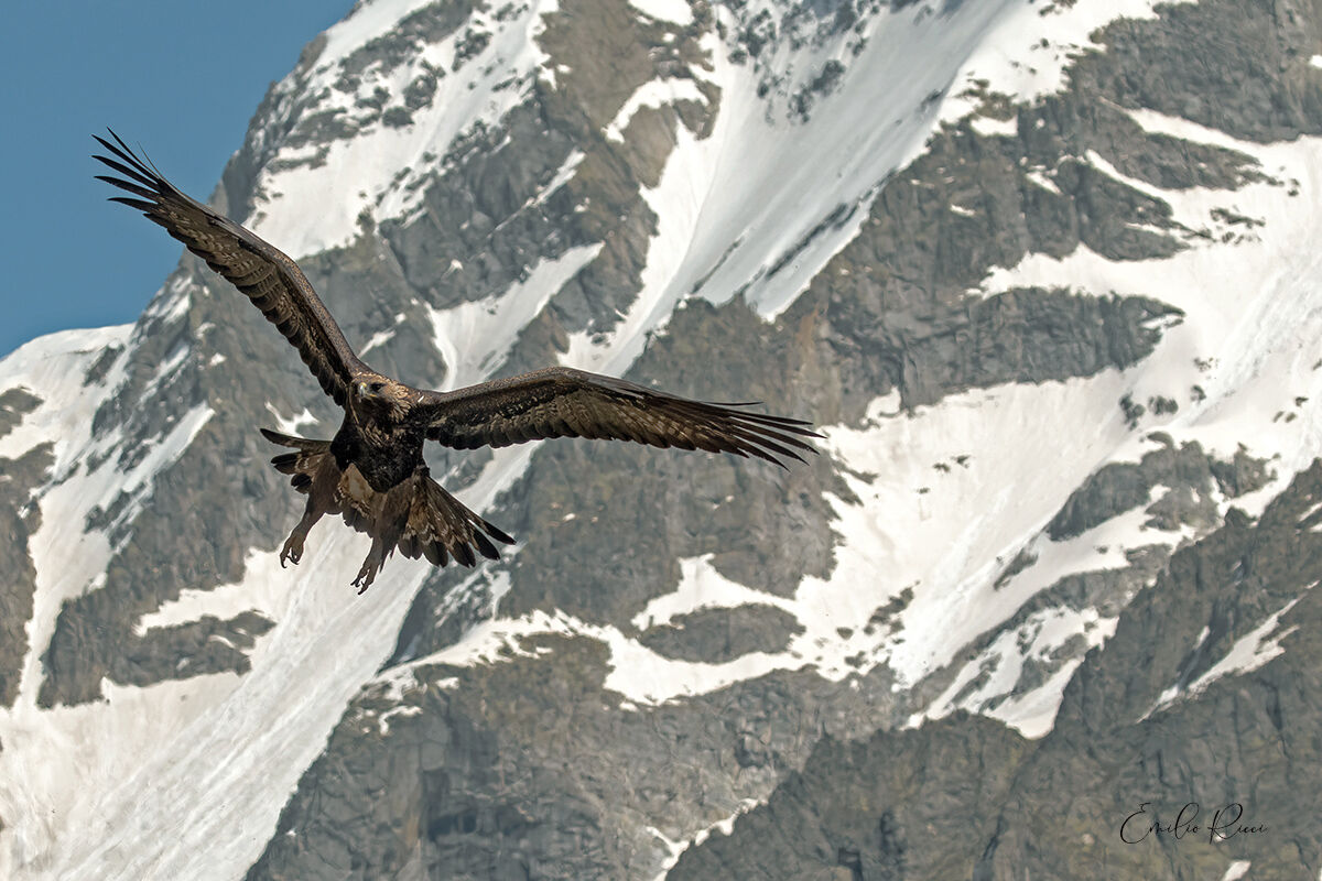 aquila reale -Alpi Italiane-