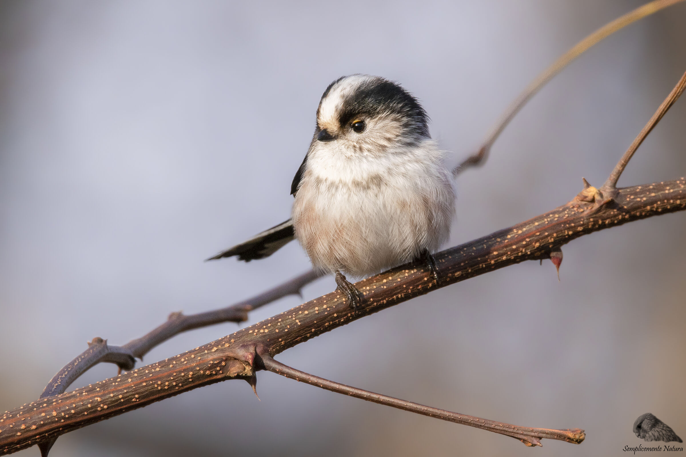 Codibugnolo (Aegithalos caudatus)