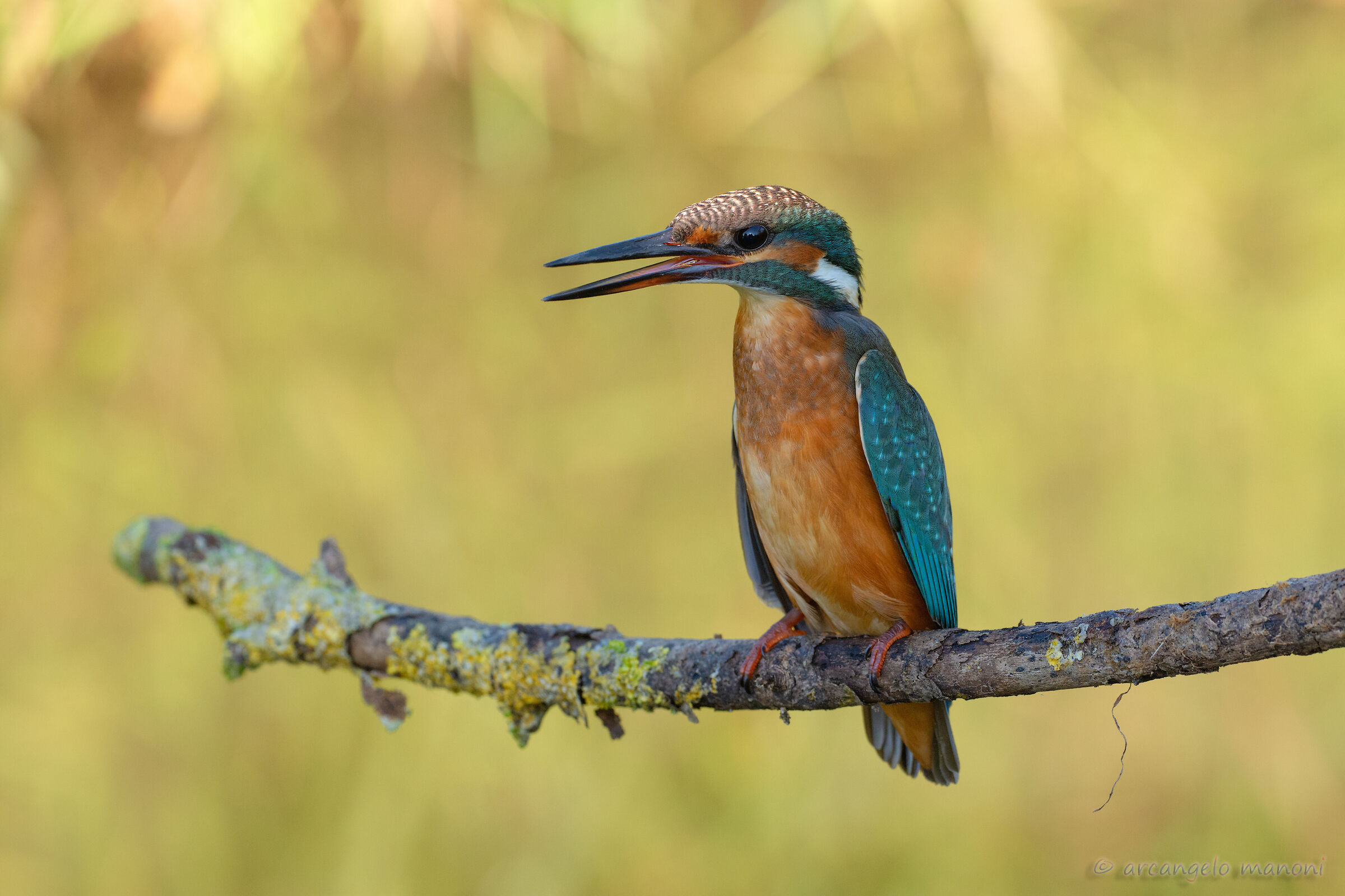 The Call of the Martina