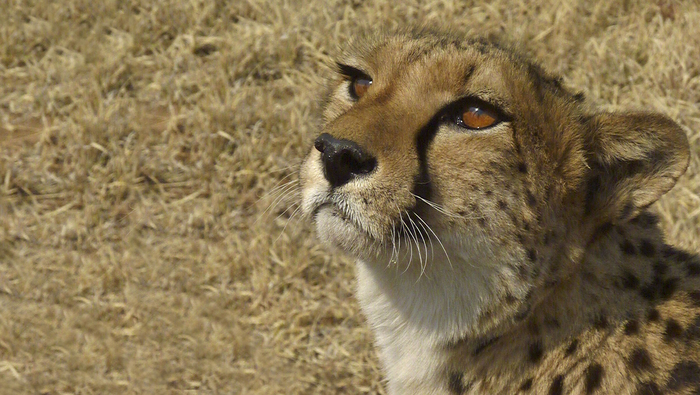 Namibia gheopardo or micione?