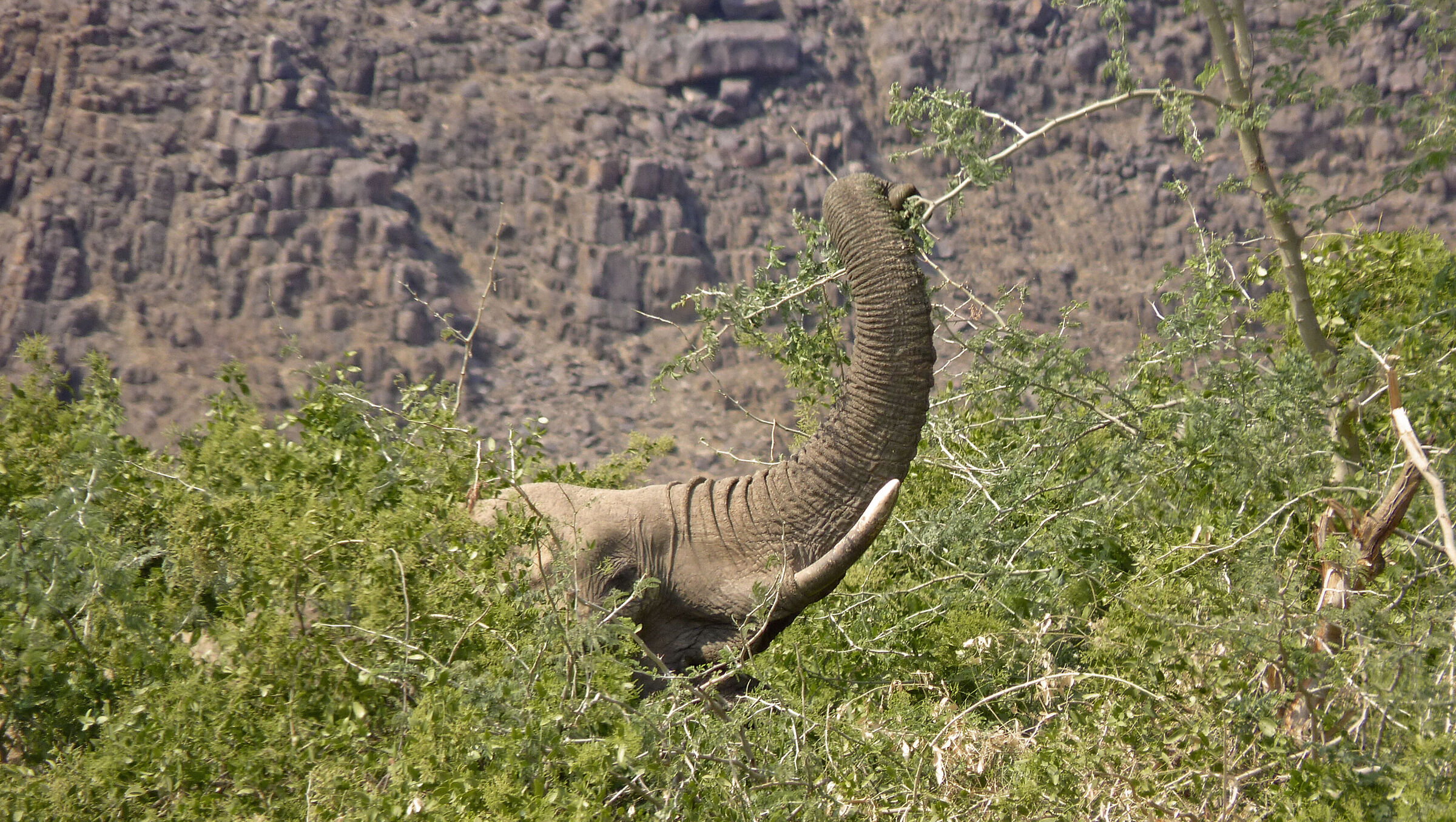 Desert elephant Damaraland Namibia