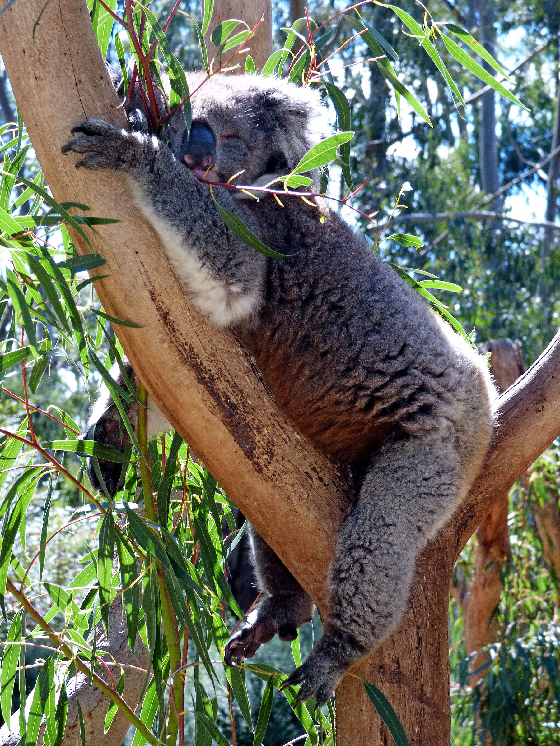 Australian outback, koala nap