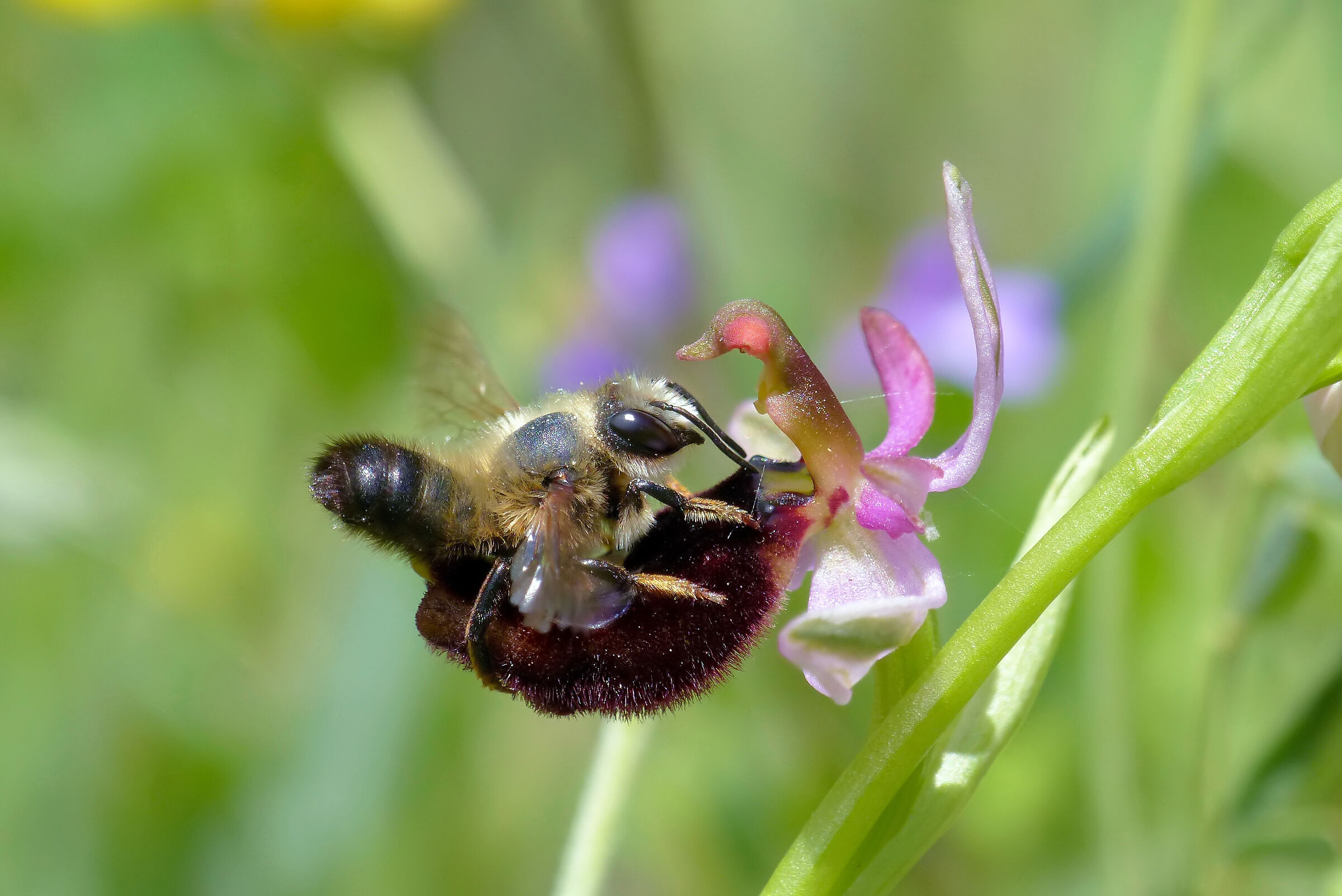 Bertoloni's ophrys