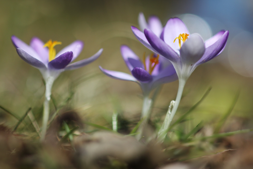 Crocus