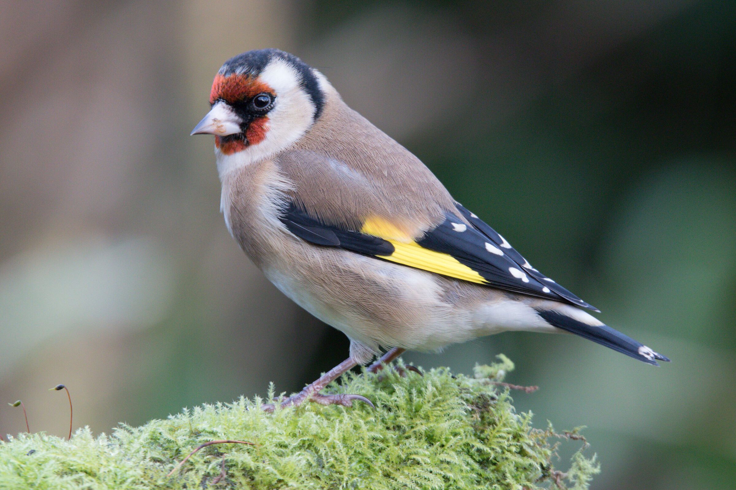 Goldfinch
