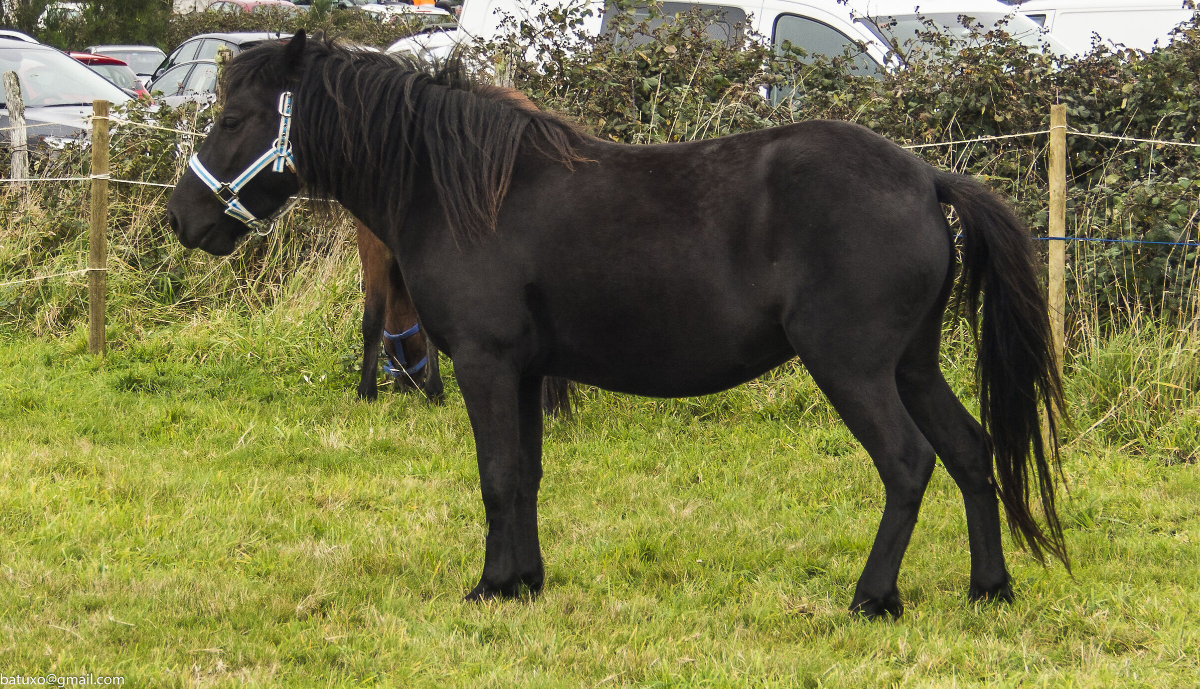 Cabalo Pura Raza Galega  - Muras (Lugo)