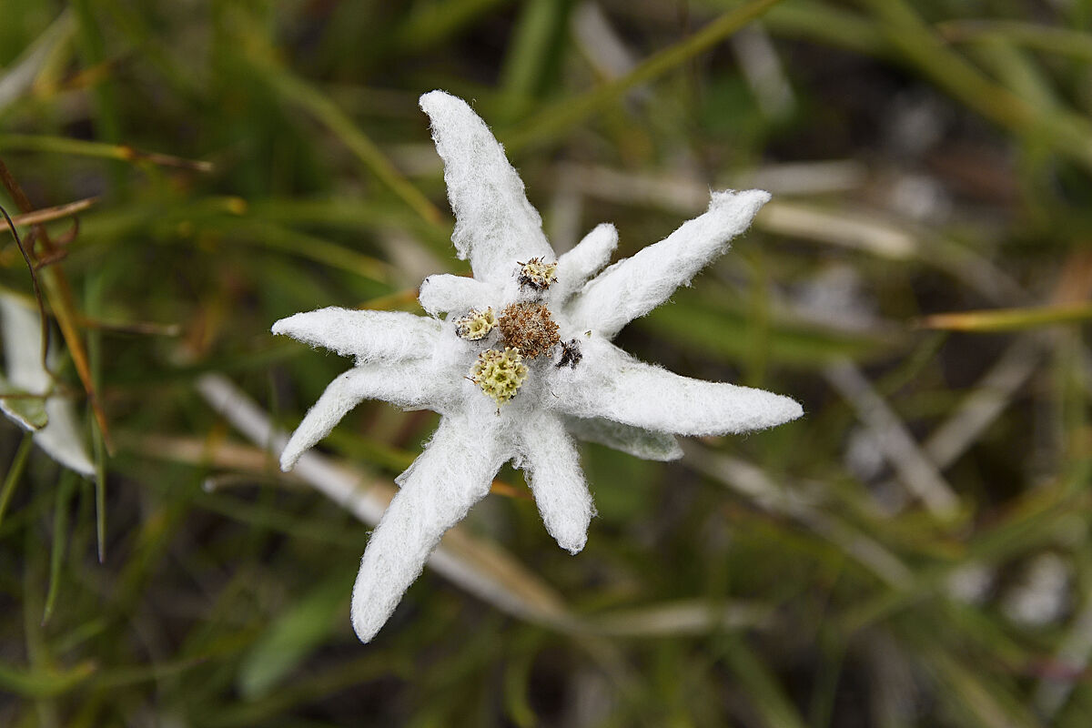 Edelweiss