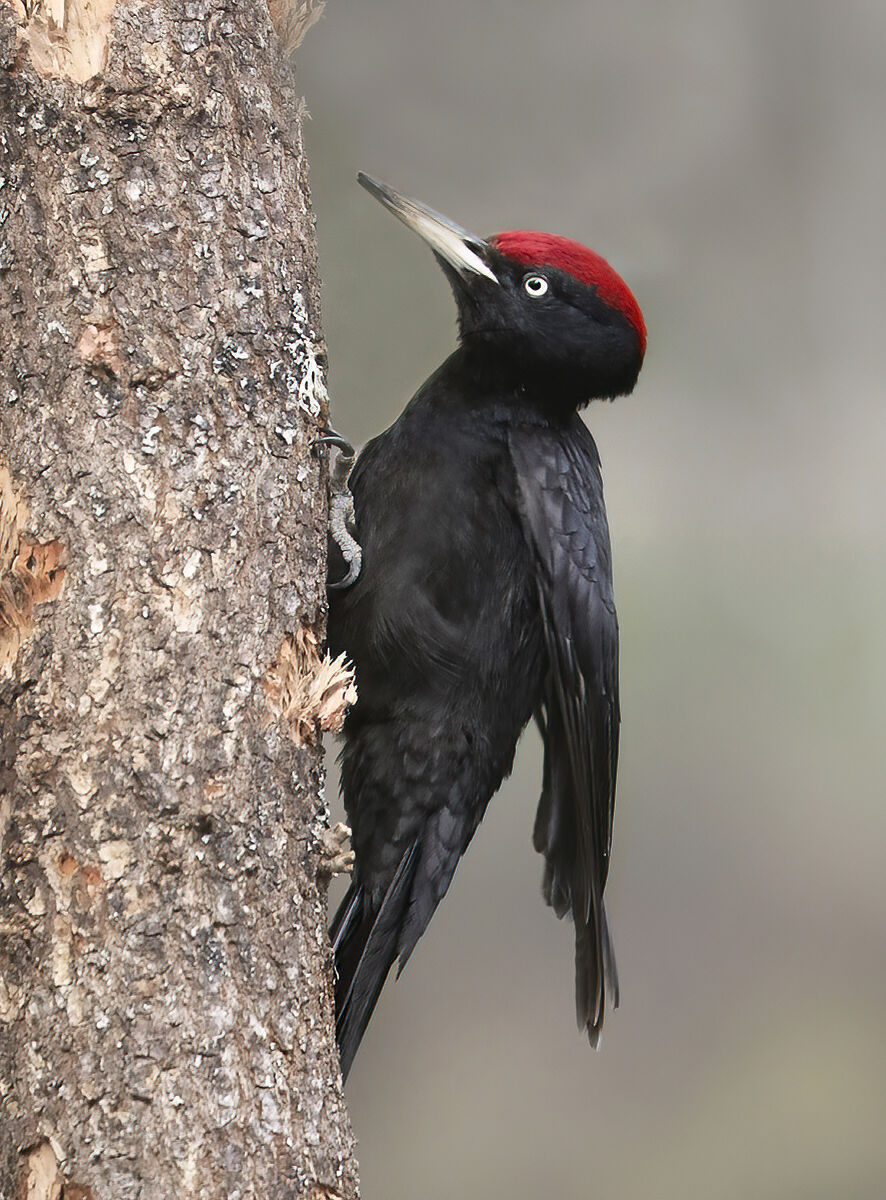 la risalita del tronco, picchio nero