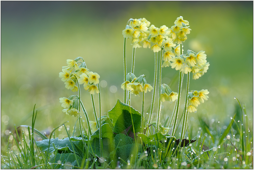 Primula veris