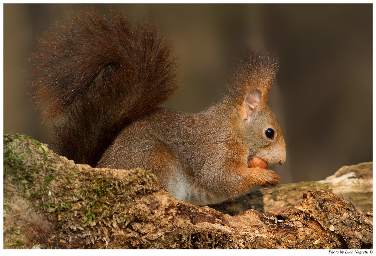 Scoiattolo Rosso