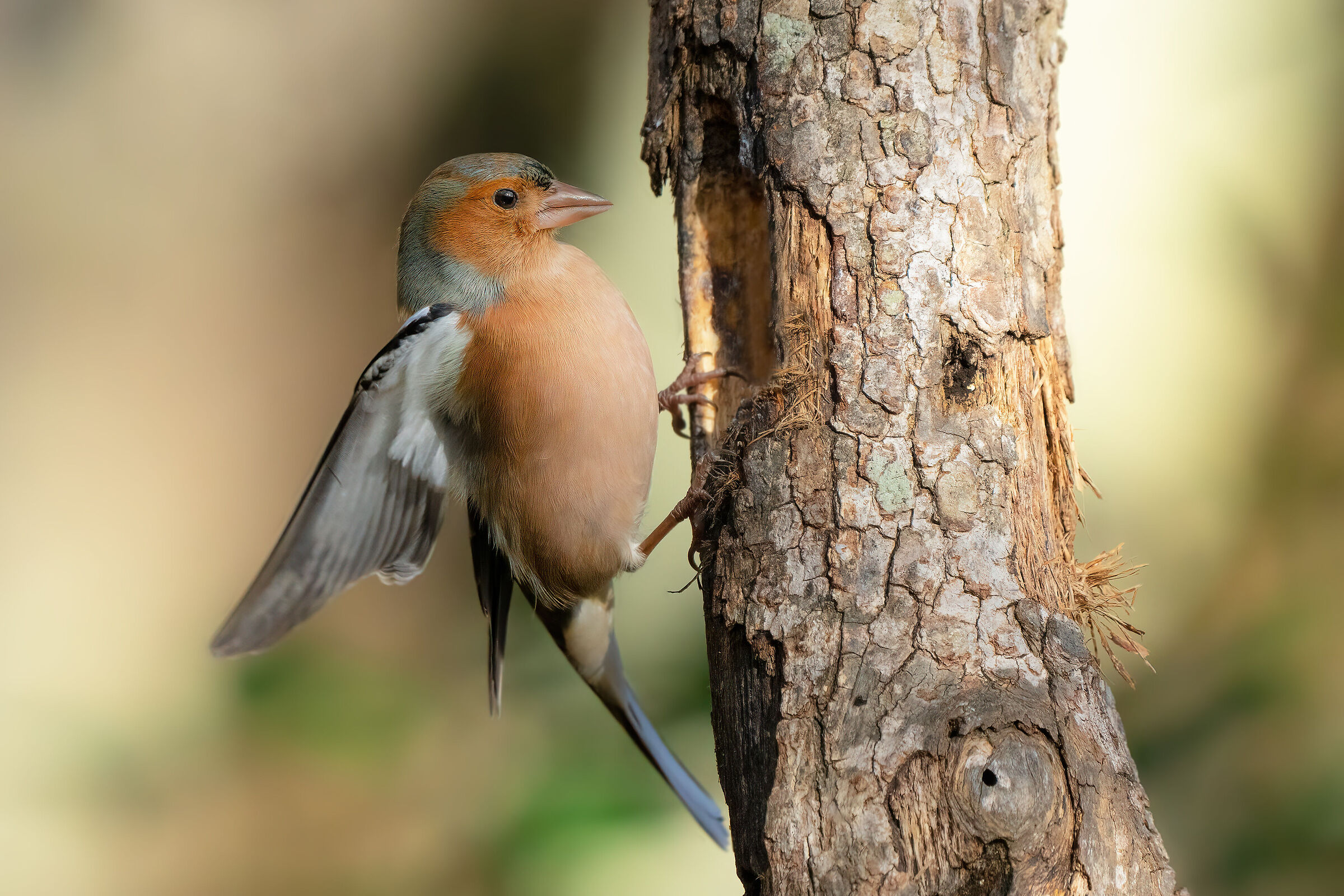 Chaffinch