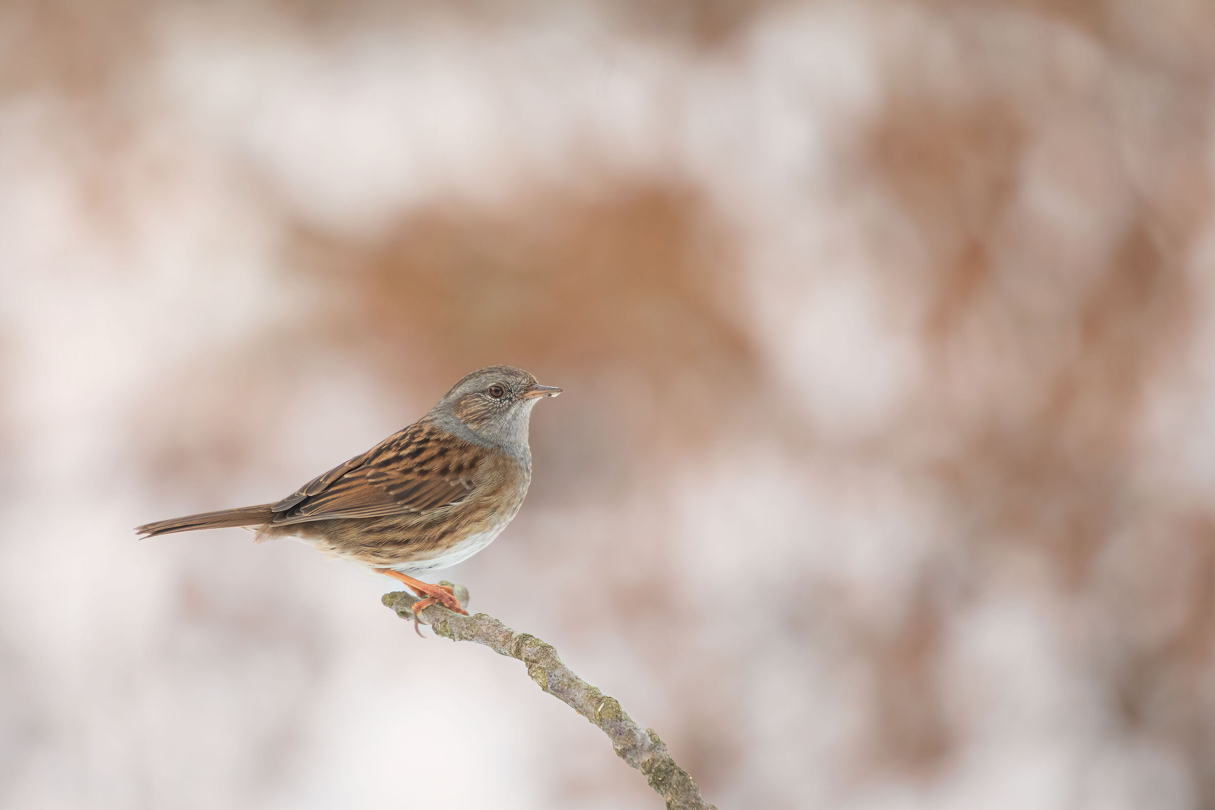 Scopaiola in the winter