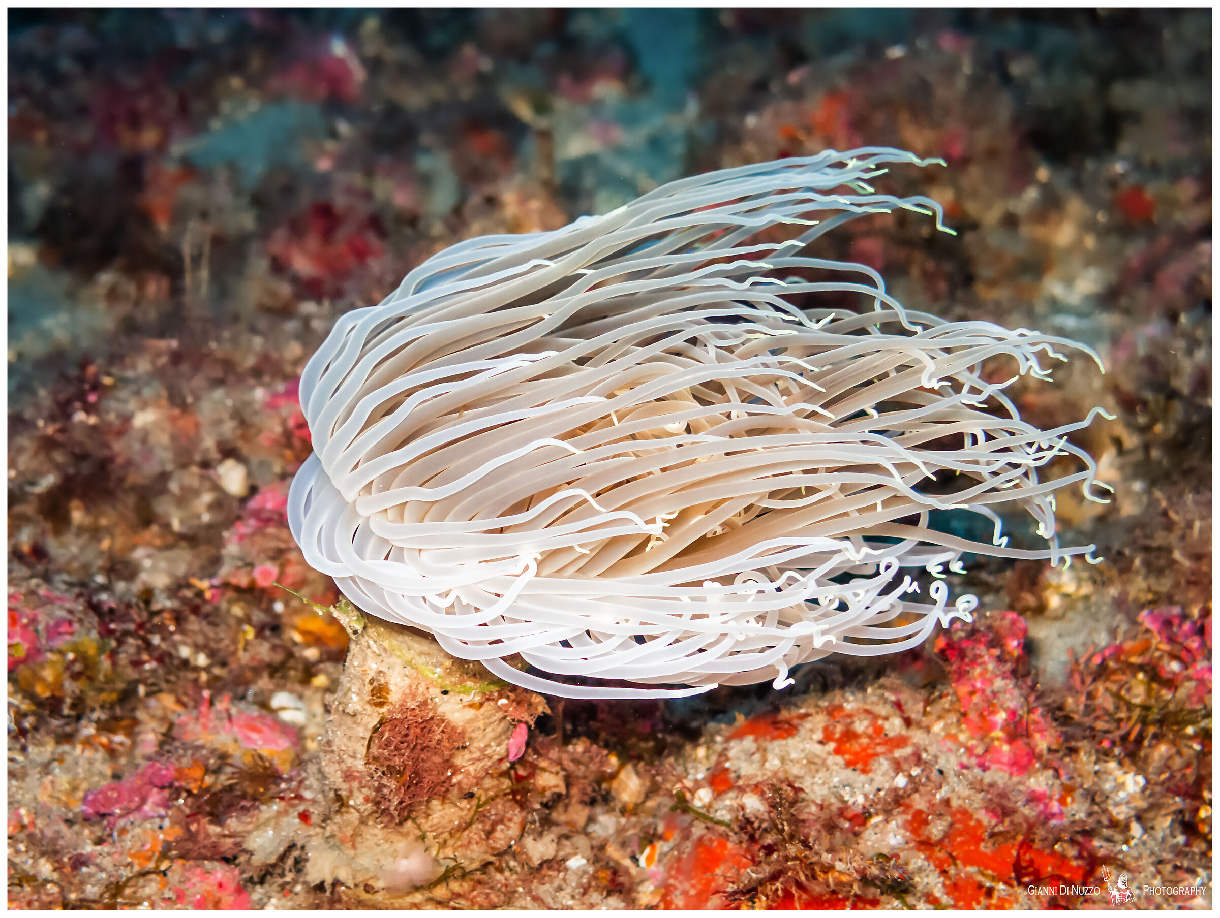 coi capelli al vento