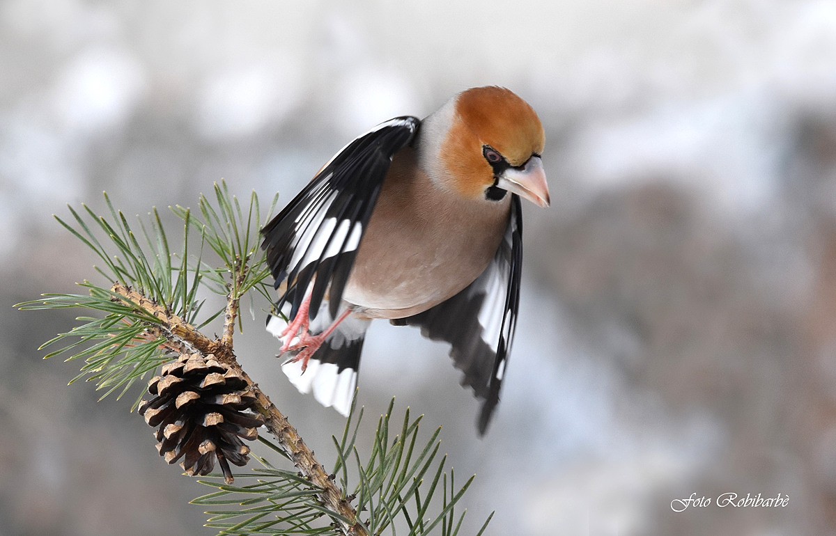 Buon 2021...speriamo bene...