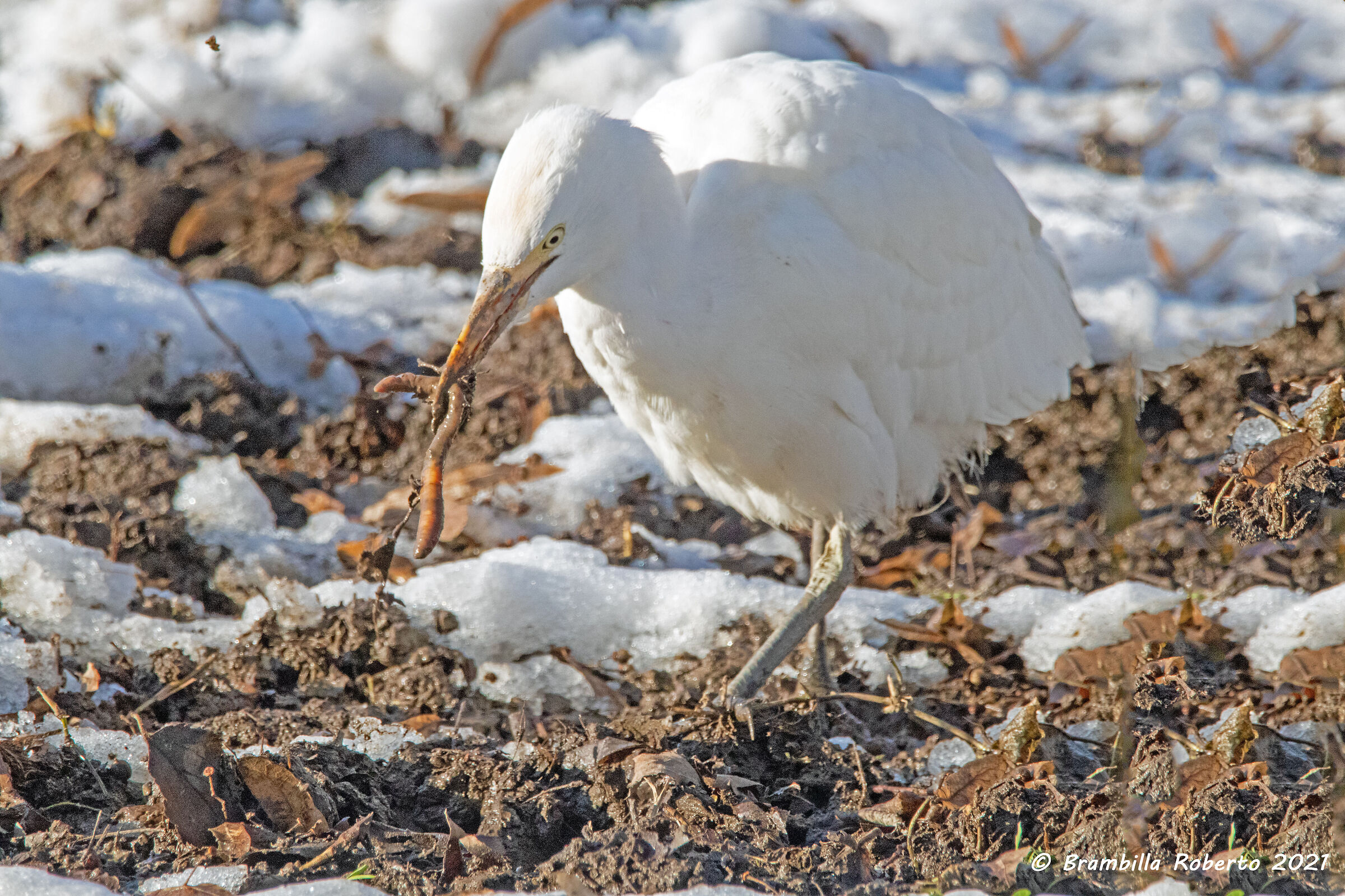 Heron Guardabuoi