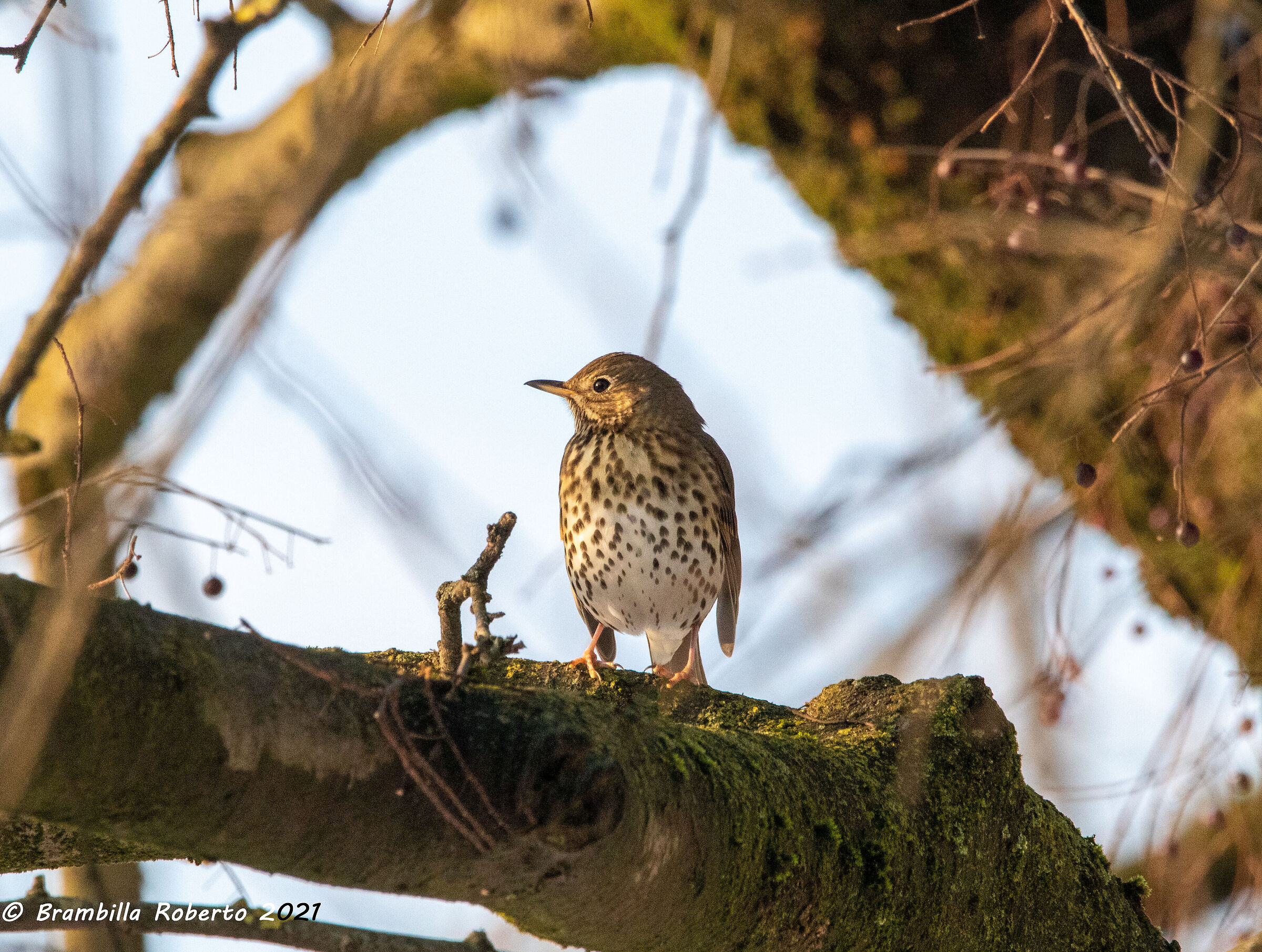 Bottaccio thrush