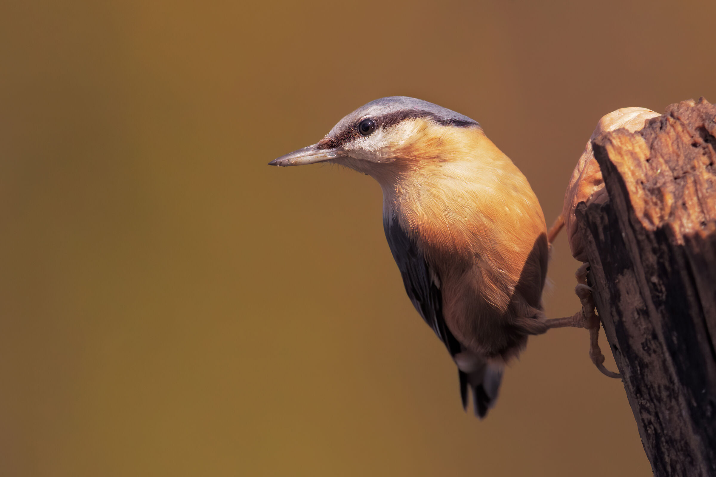 woodpecker mason