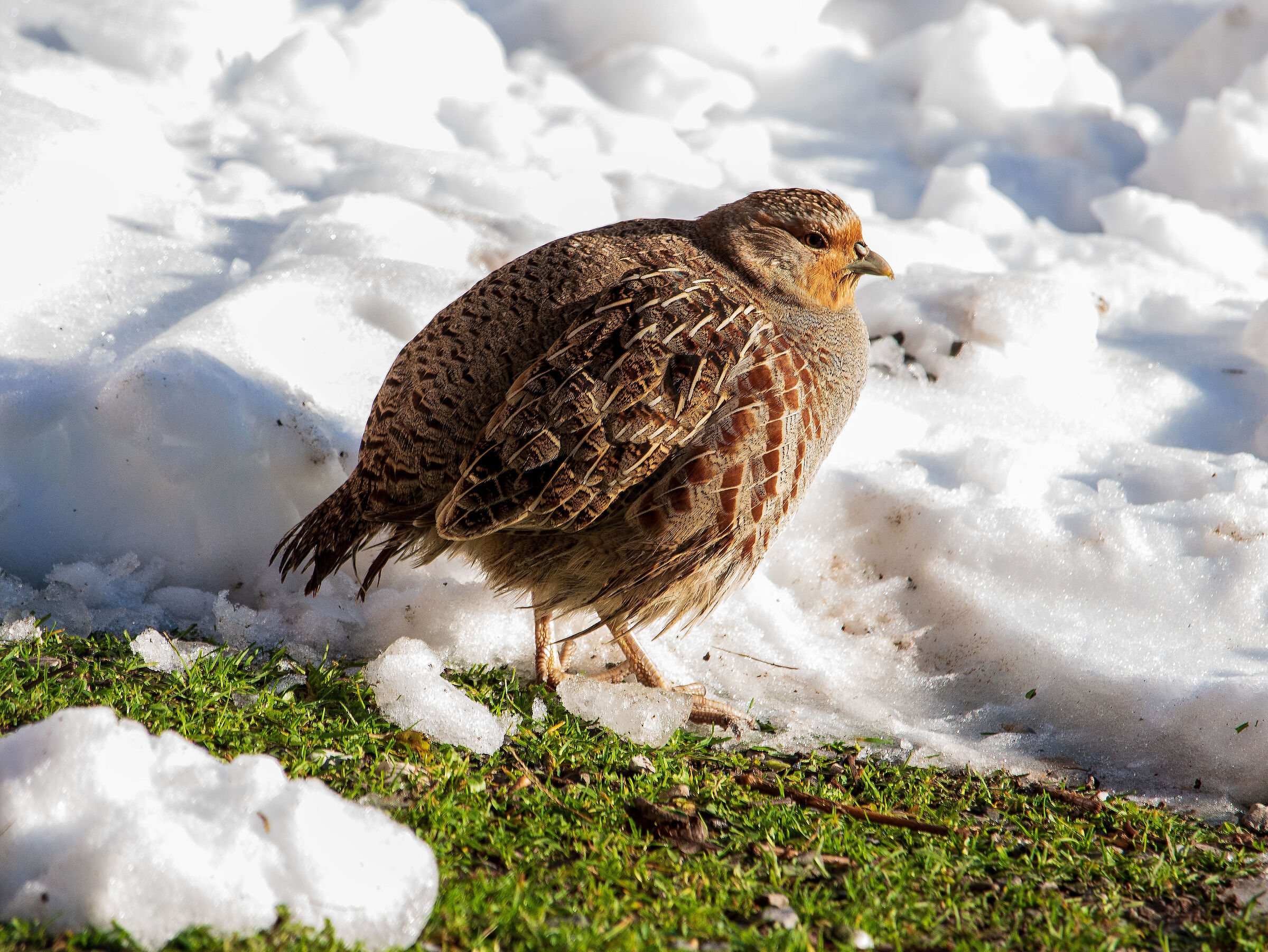 Partridge