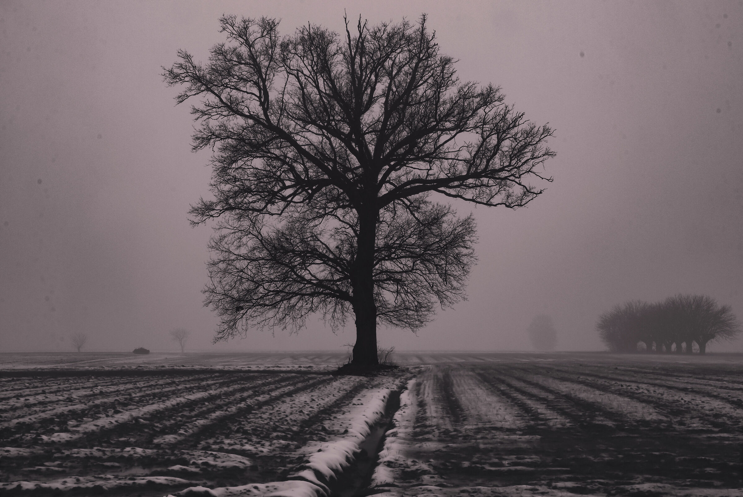 L'Albero della Poiana