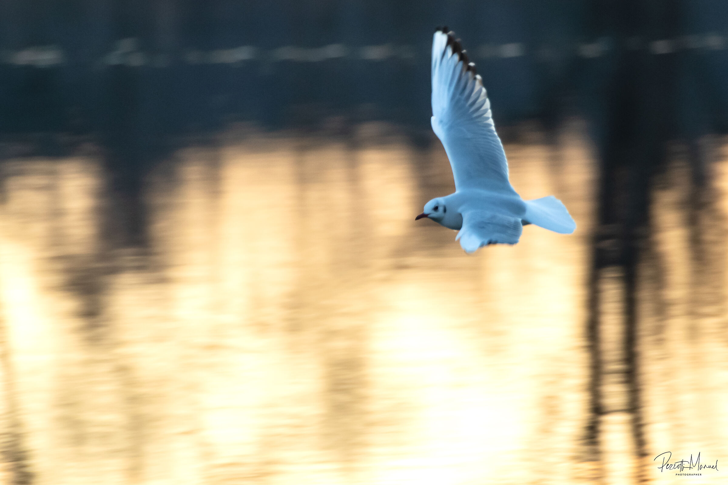 Gabbiano al tramonto