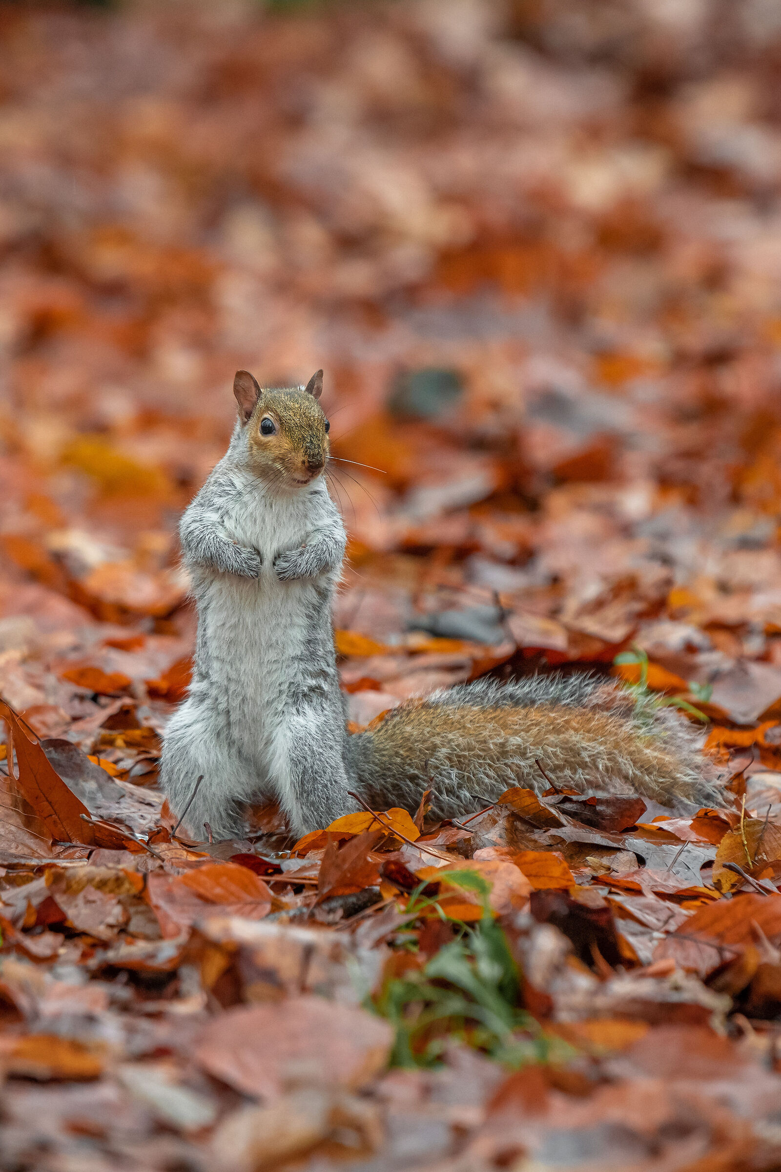 Squirrel in the autumn