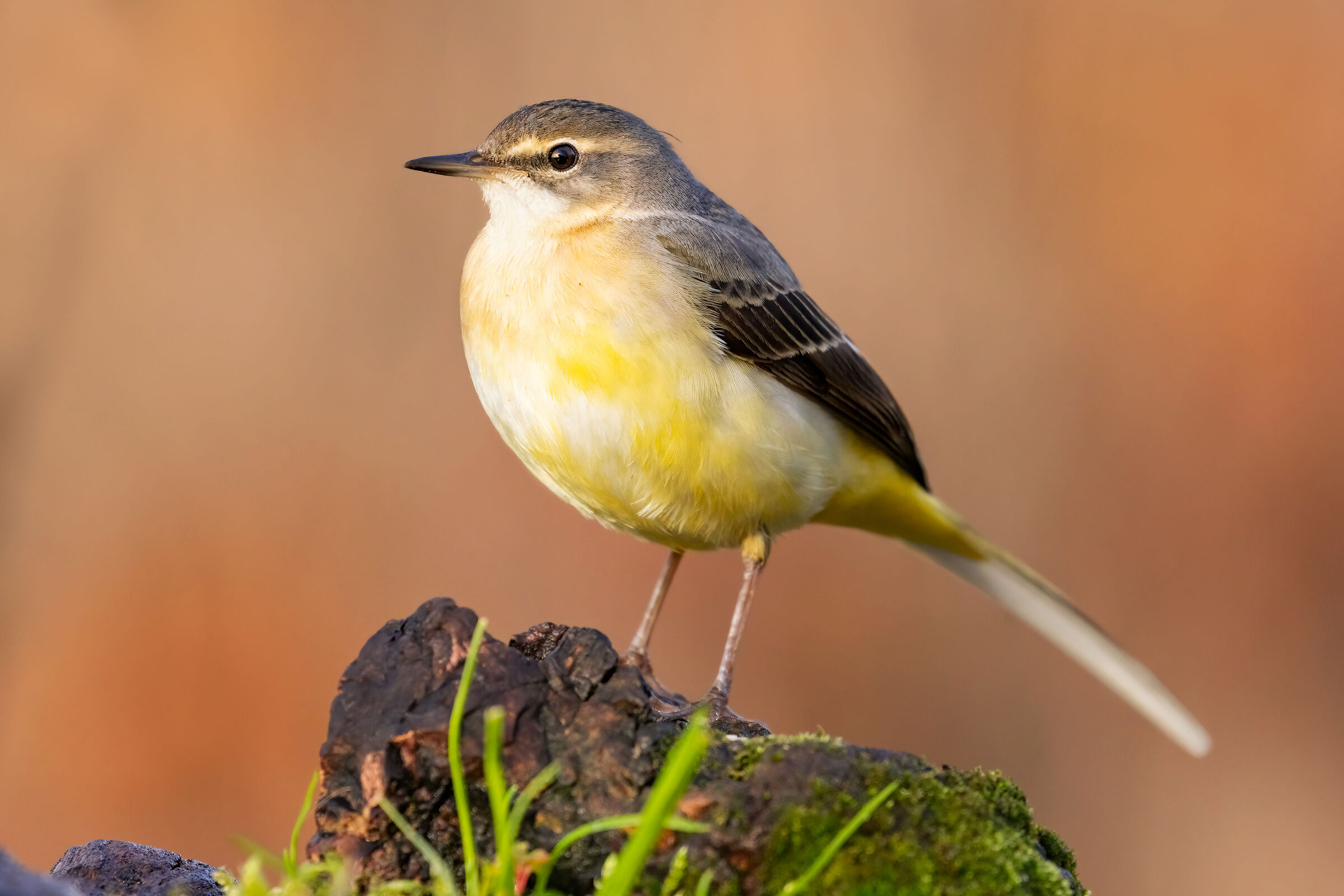 ..il sole d'inverno..