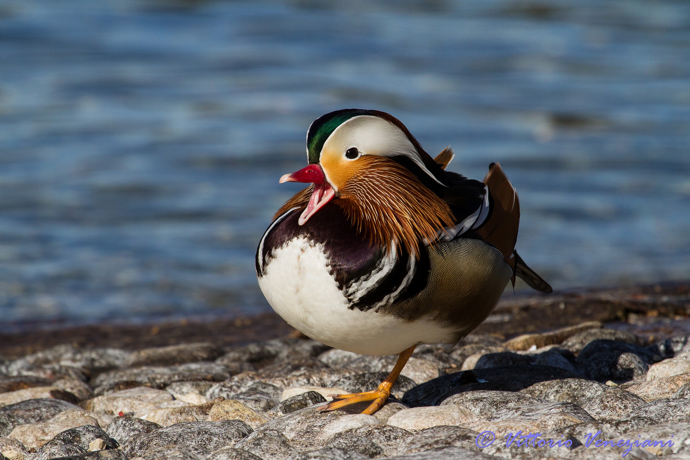 Mandarin duck
