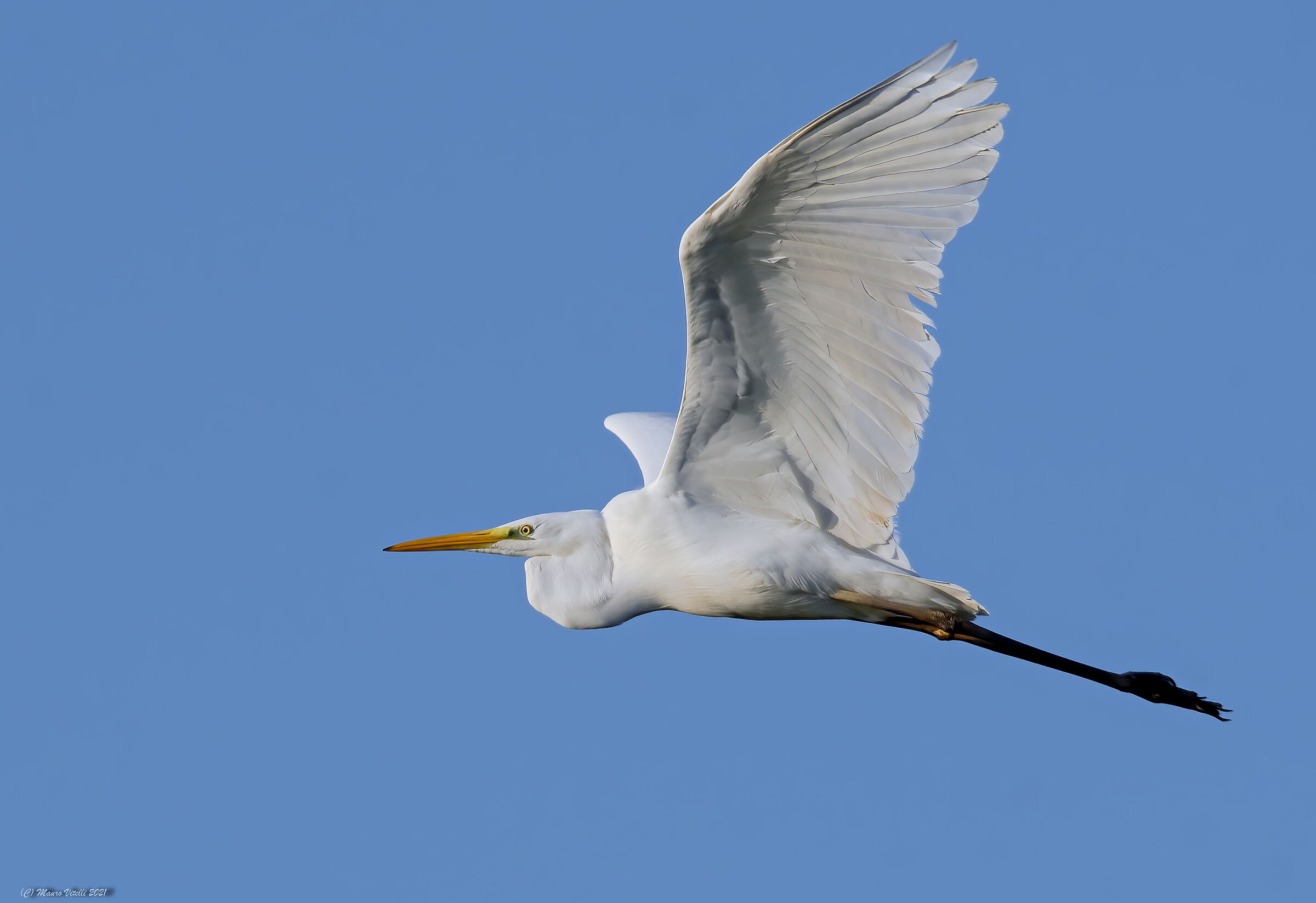 Major White Heron (Casmerodius albus)