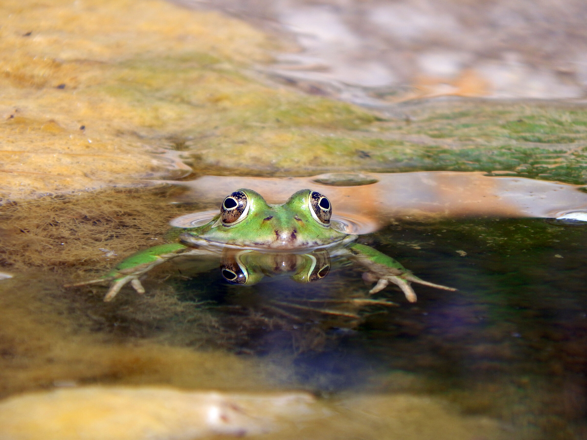 Ranocchio in acqua