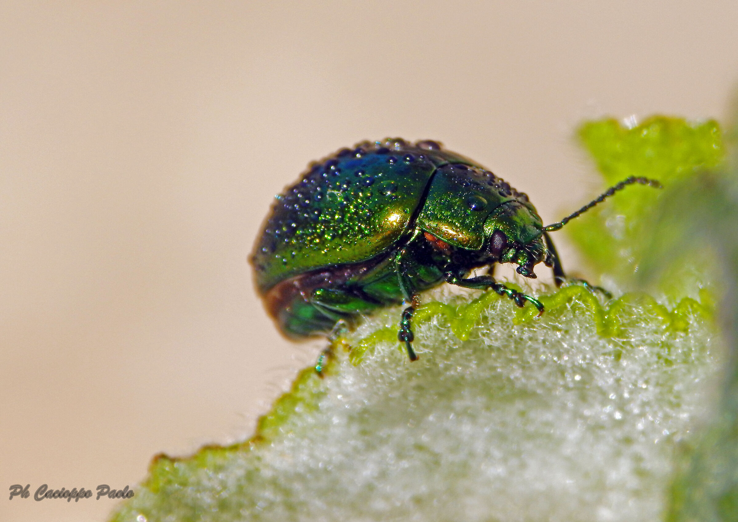 Green Bug