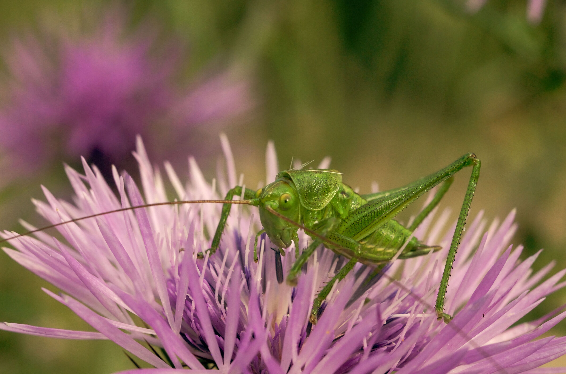 Portrait of a Cricket