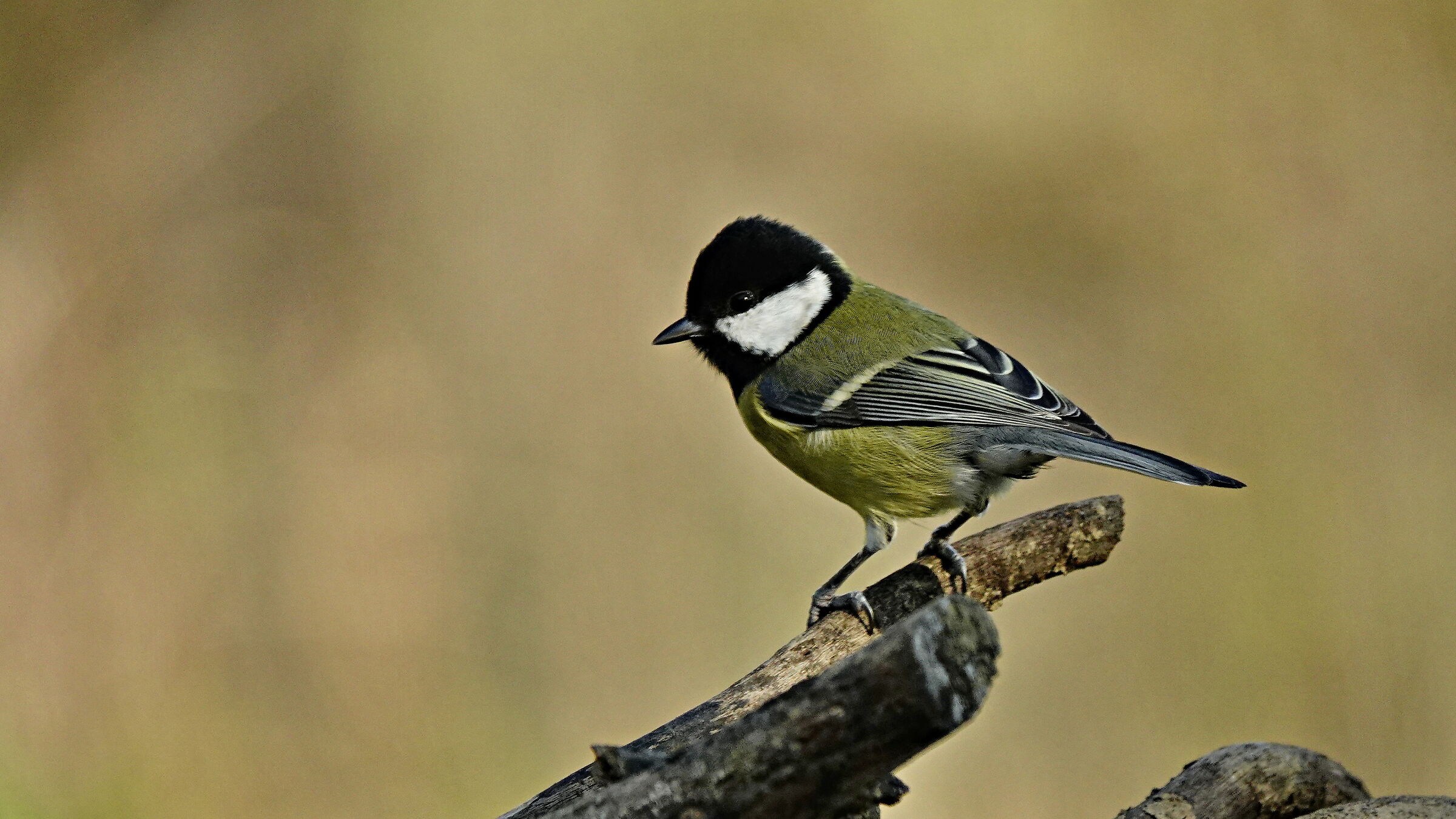 Bird 2021