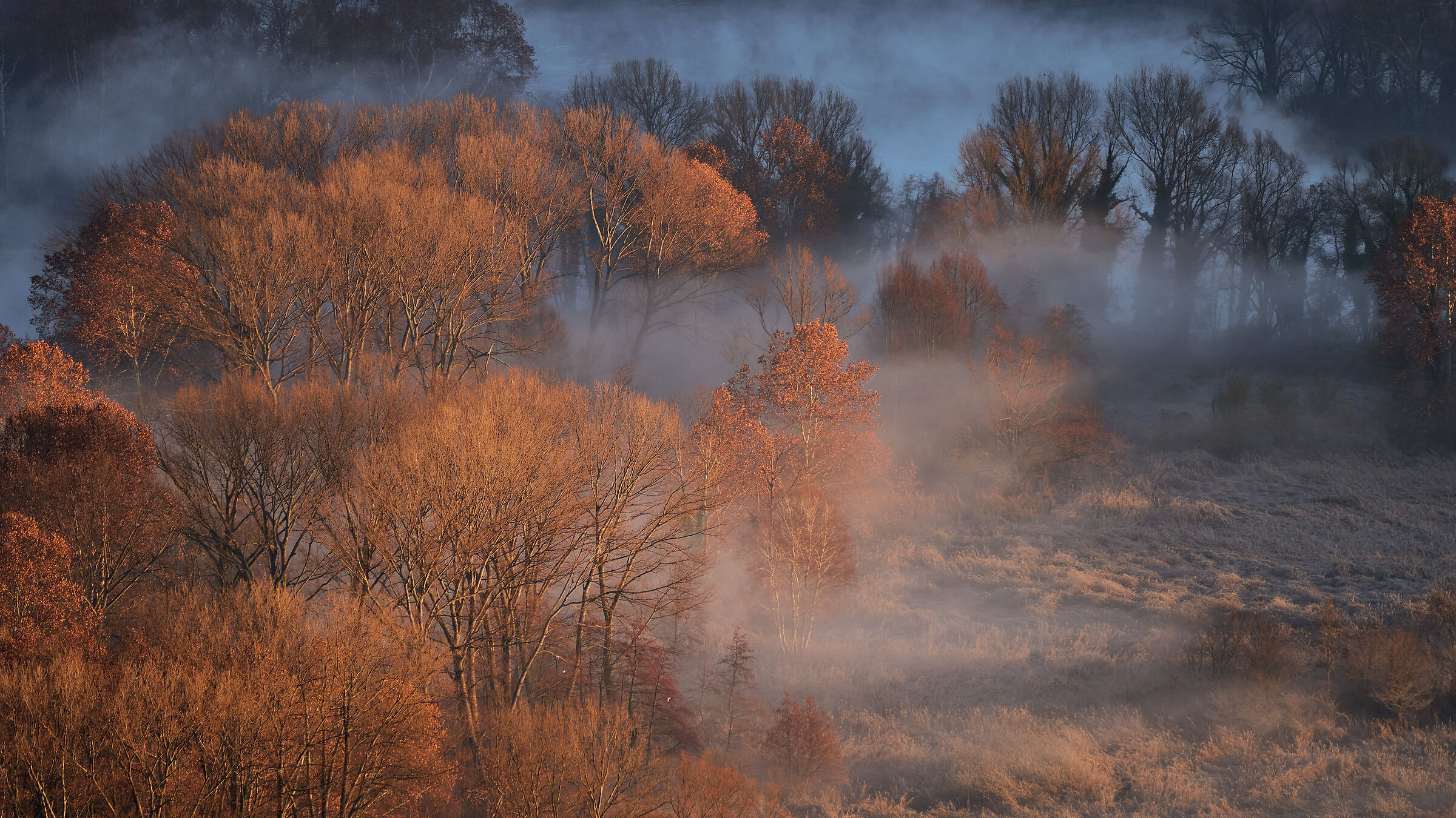 Fiume Adda, Nebbia nel bosco