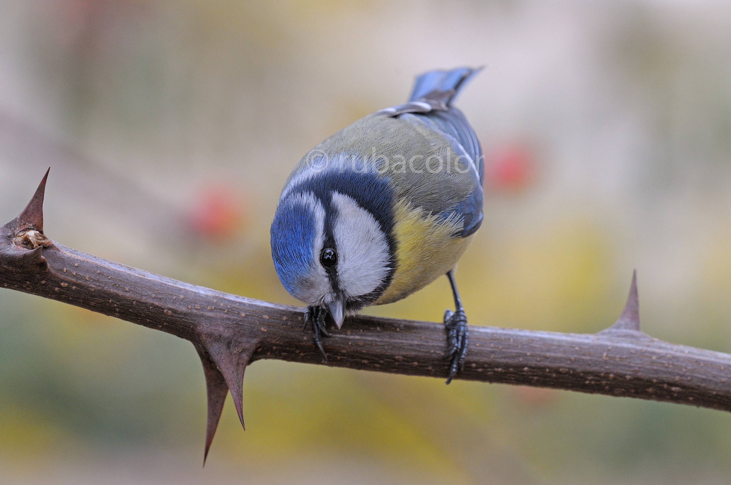 Cinciarella sulle spine
