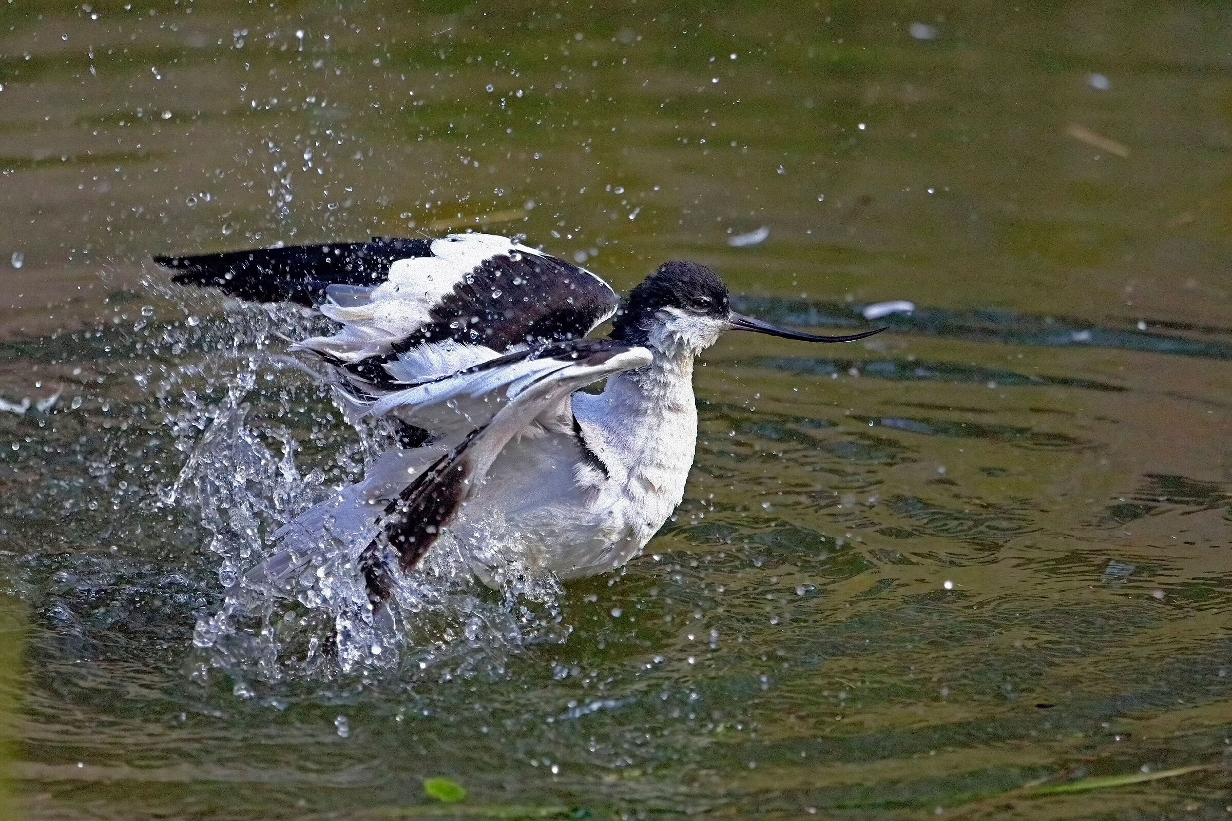 Il Bagnetto dell'Avocetta