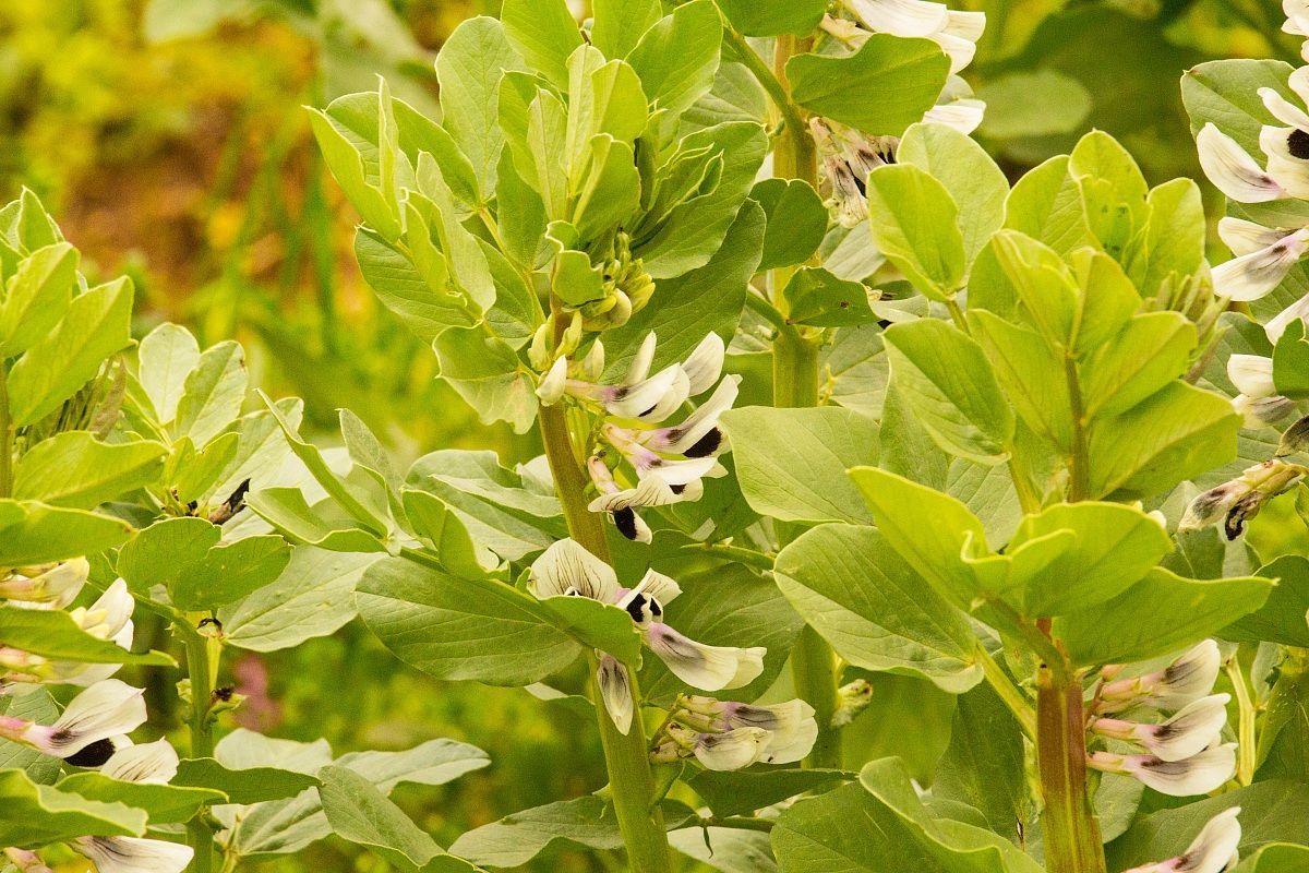 Vicia faba (broad bean)