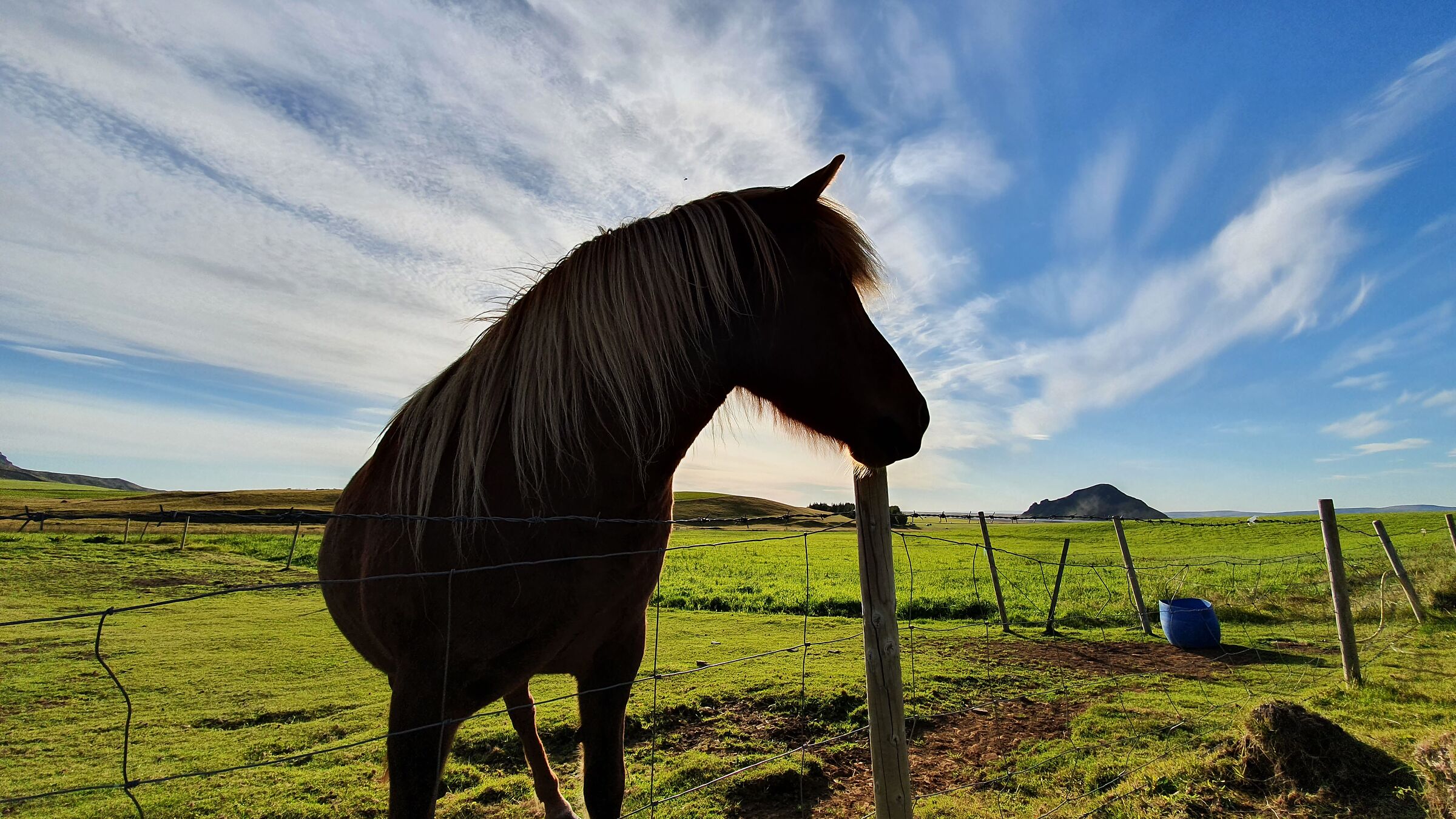 icelandic horse