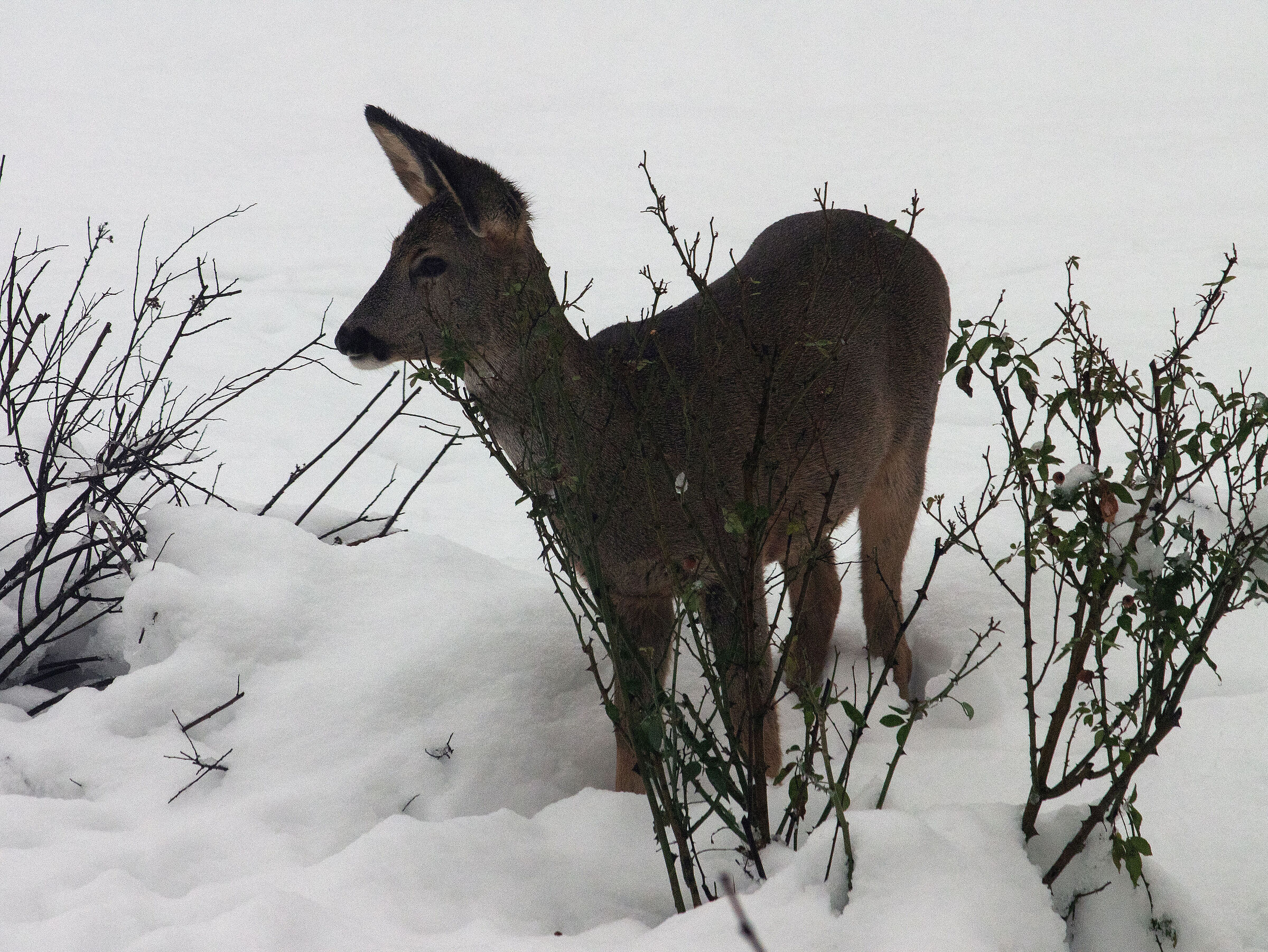 Young roe deer looking for food