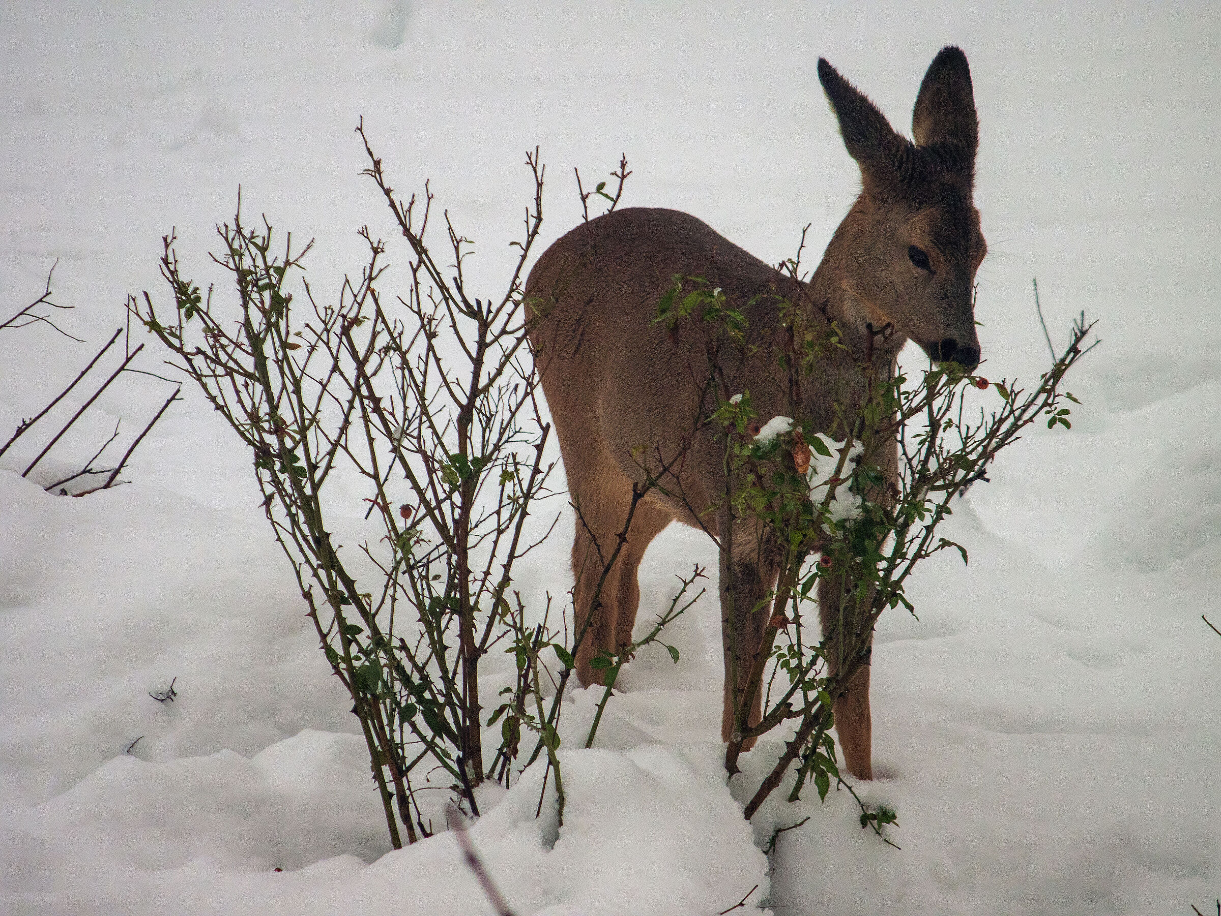 Young roe deer grazing