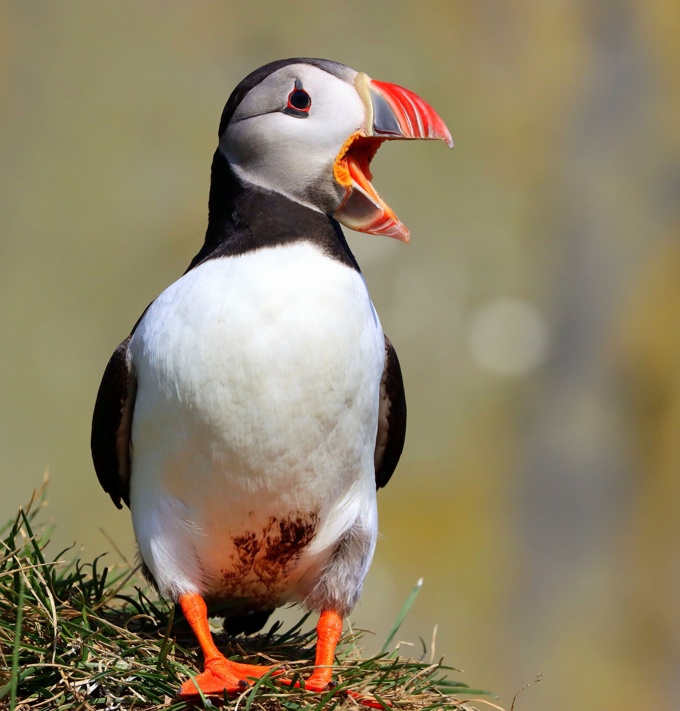 fratercula (PUFFIN)