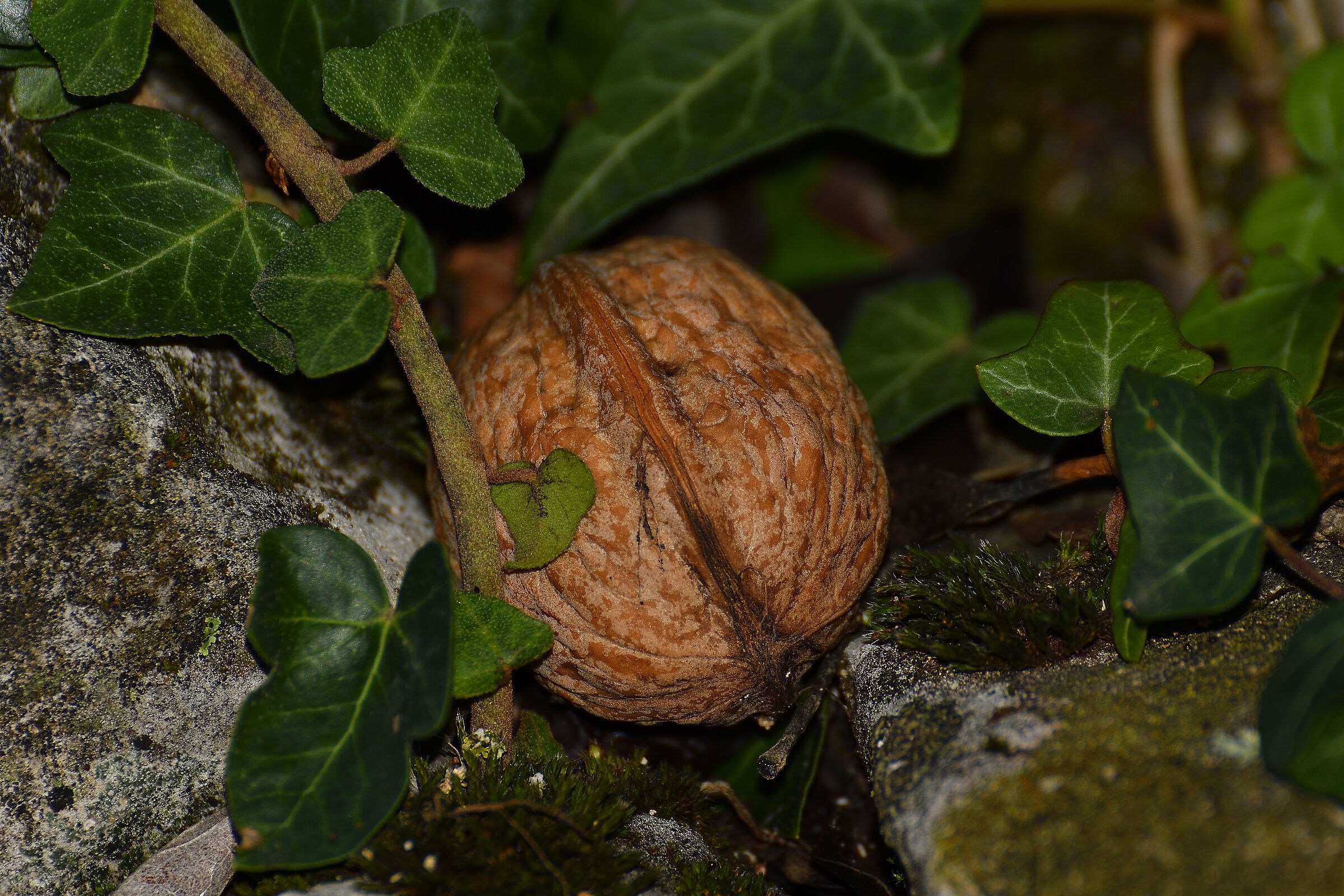In un angolo del sentiero.....