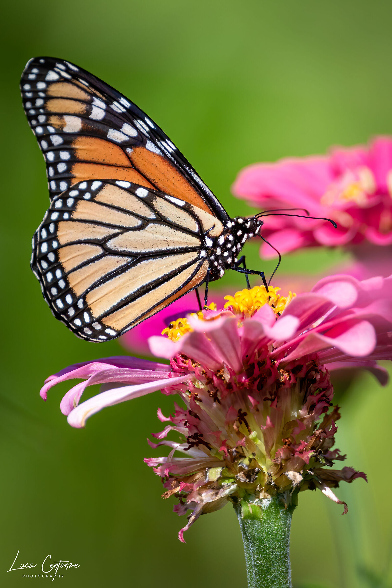 Monarch Butterfly