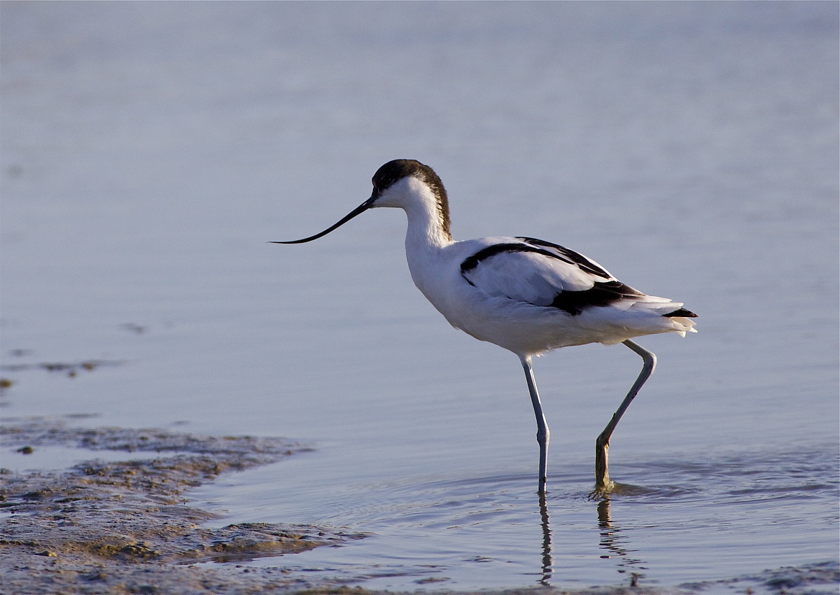 avocetta