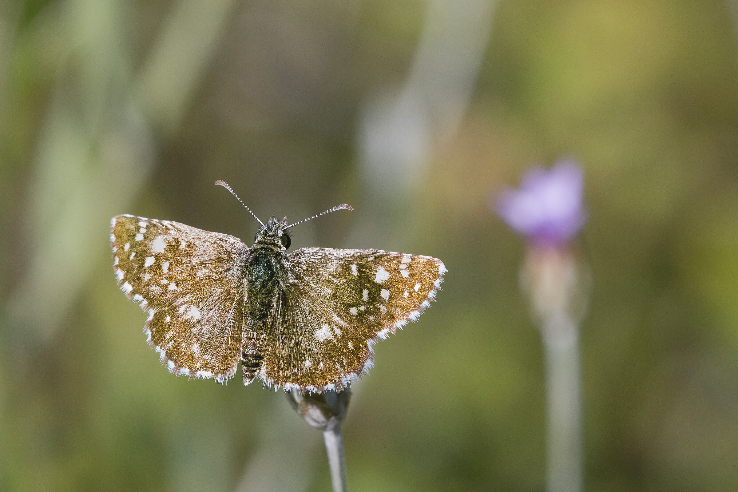 Pyrgus centralitaliae