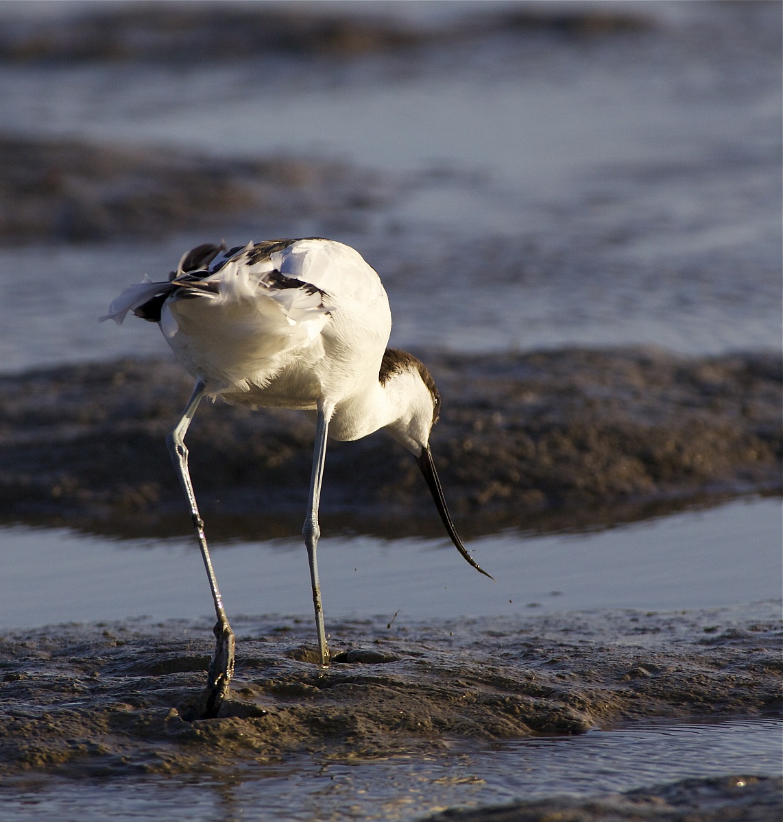 avocetta
