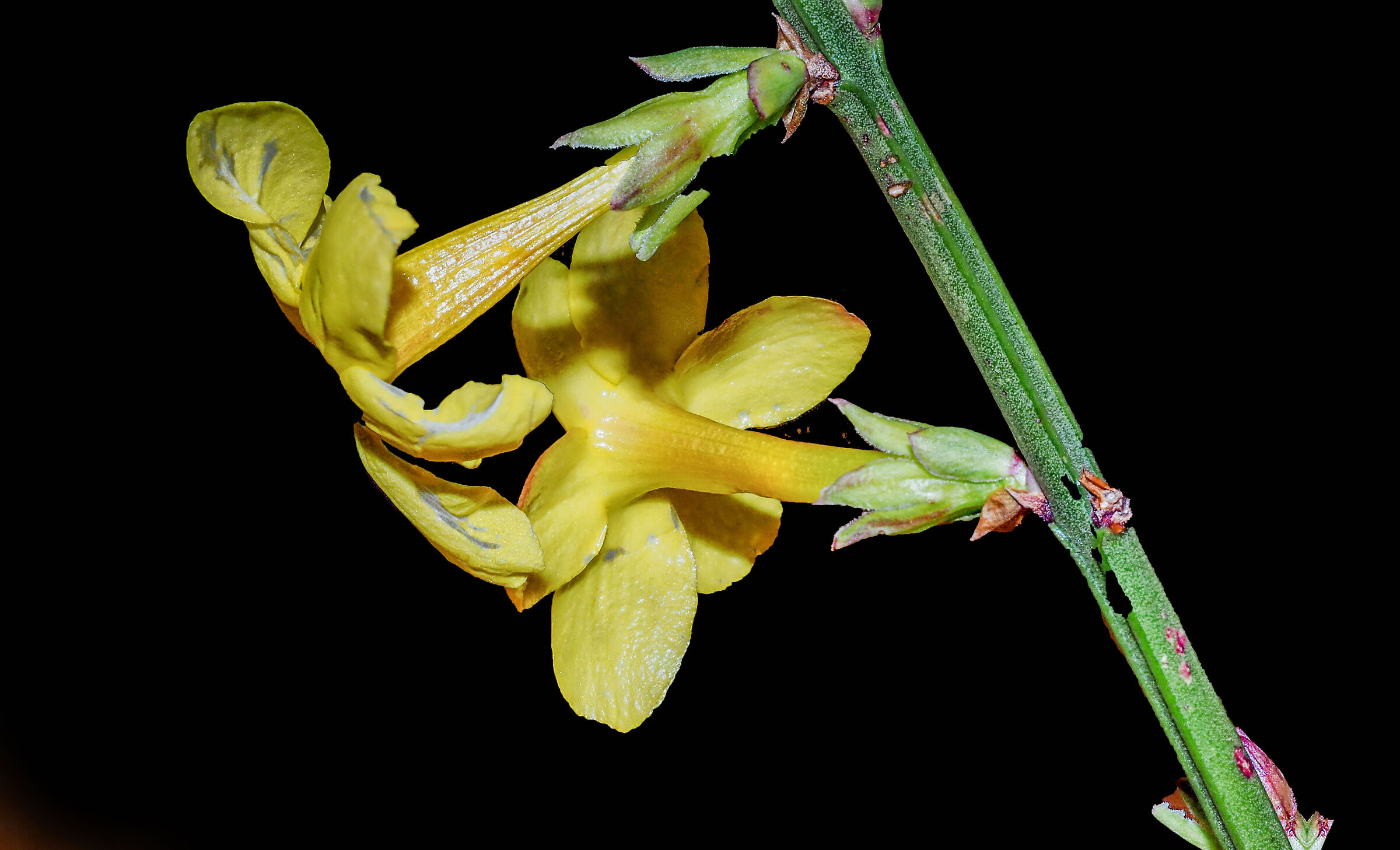 Jasminum nudifolium