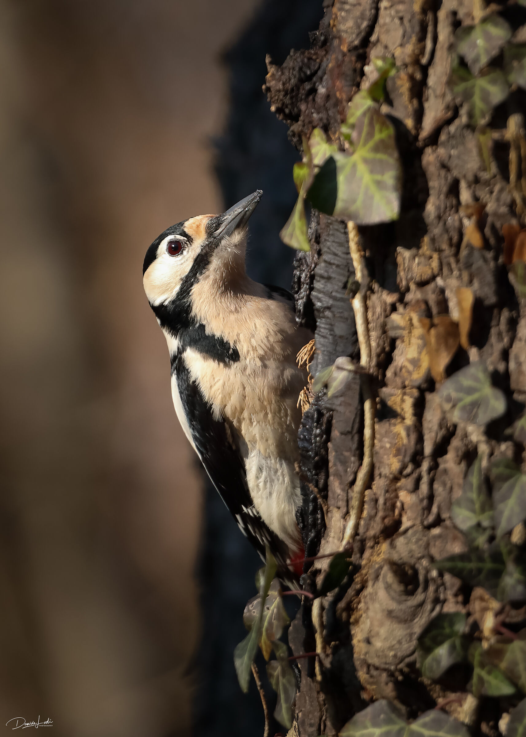 Picchio rosso maggiore