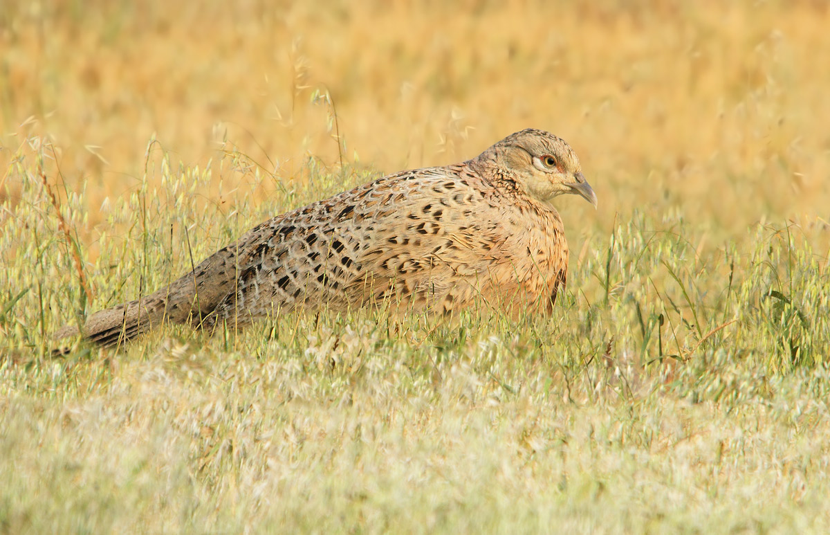 Female pheasant