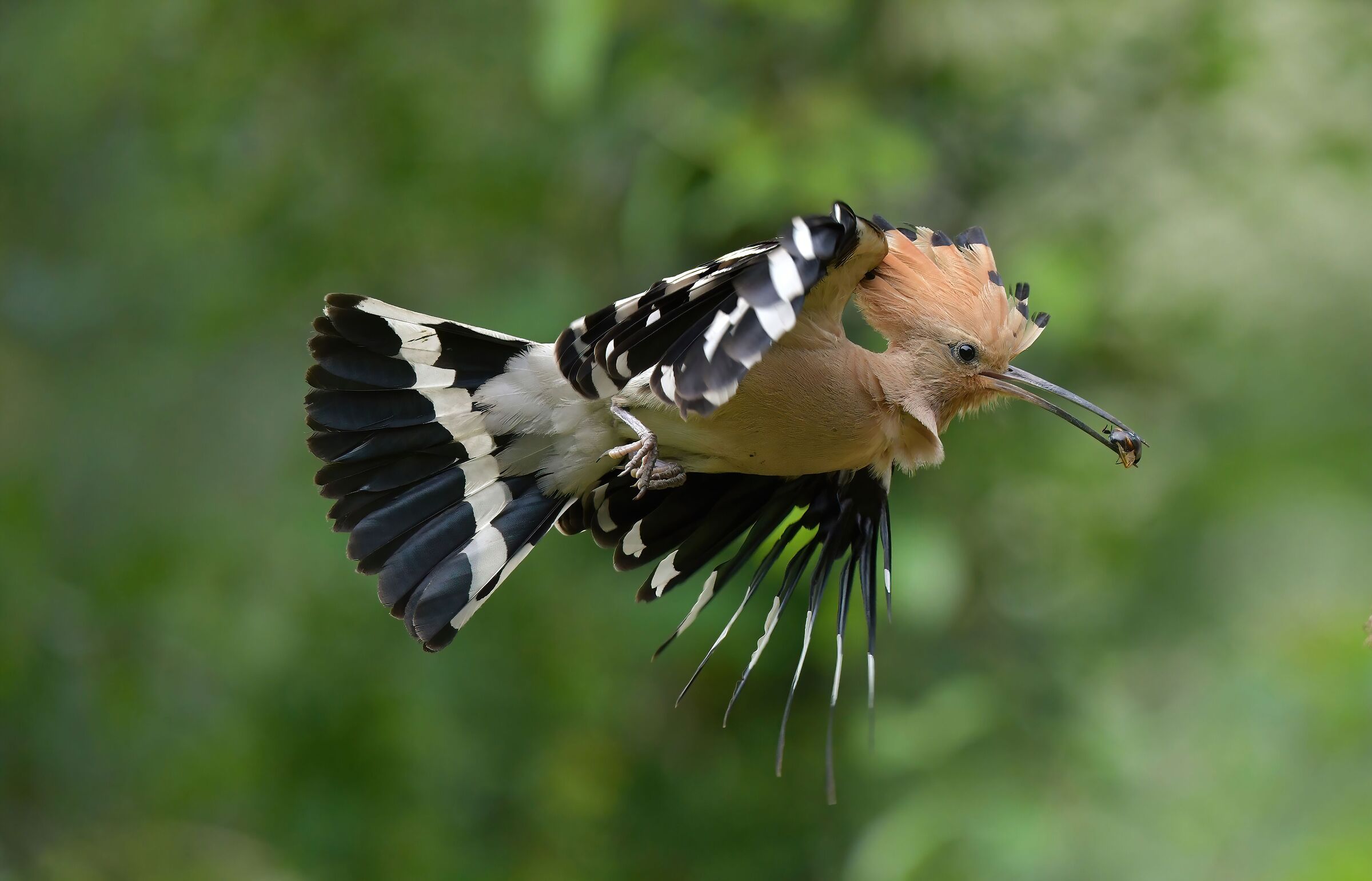 Hoopoe