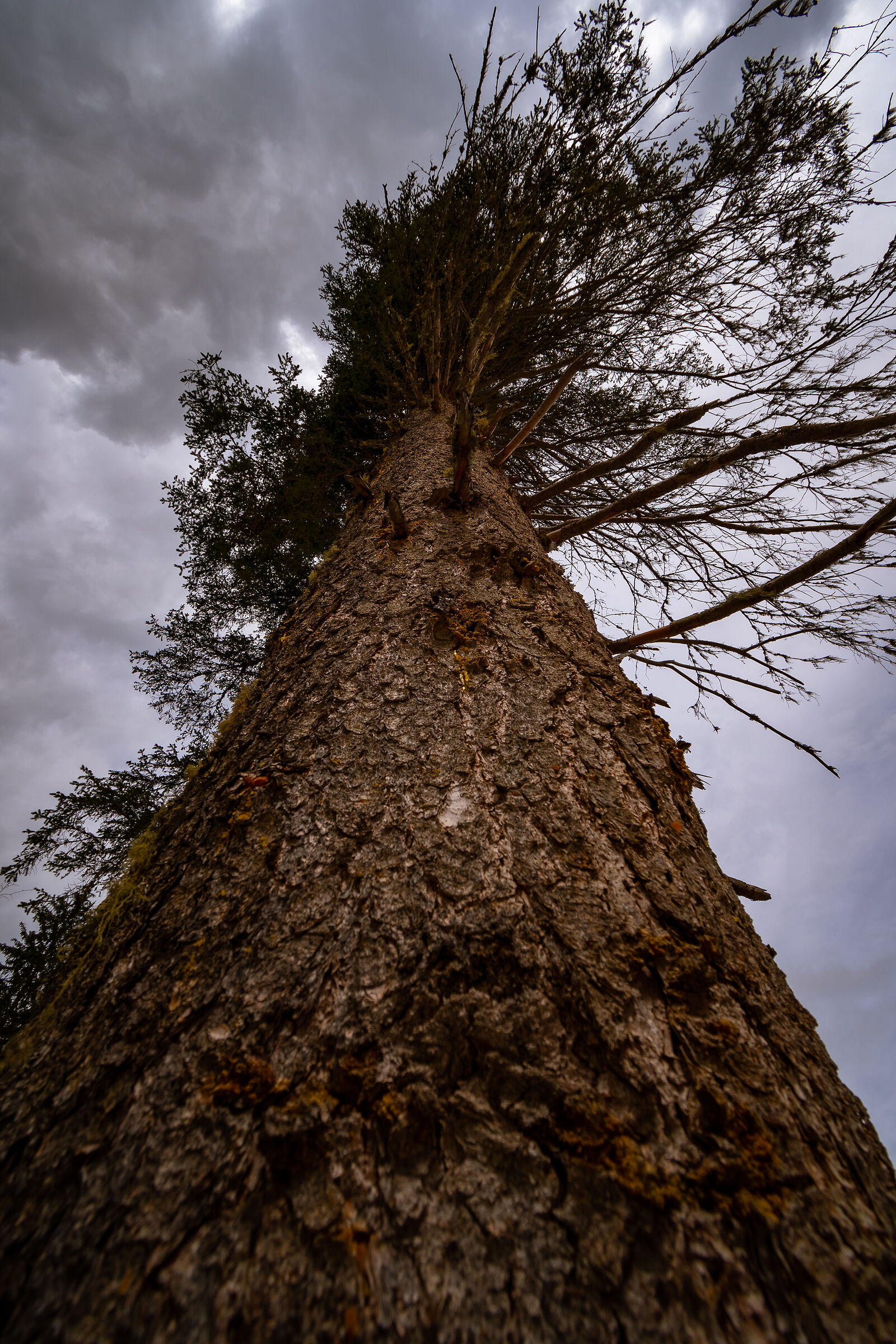 Tree from Below